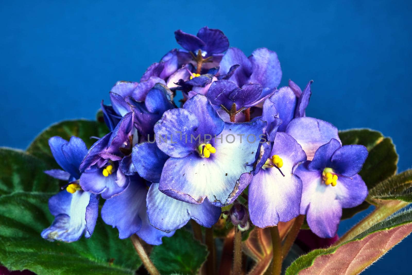 detail of a white and blue african violet flower against a blue background by gkordus