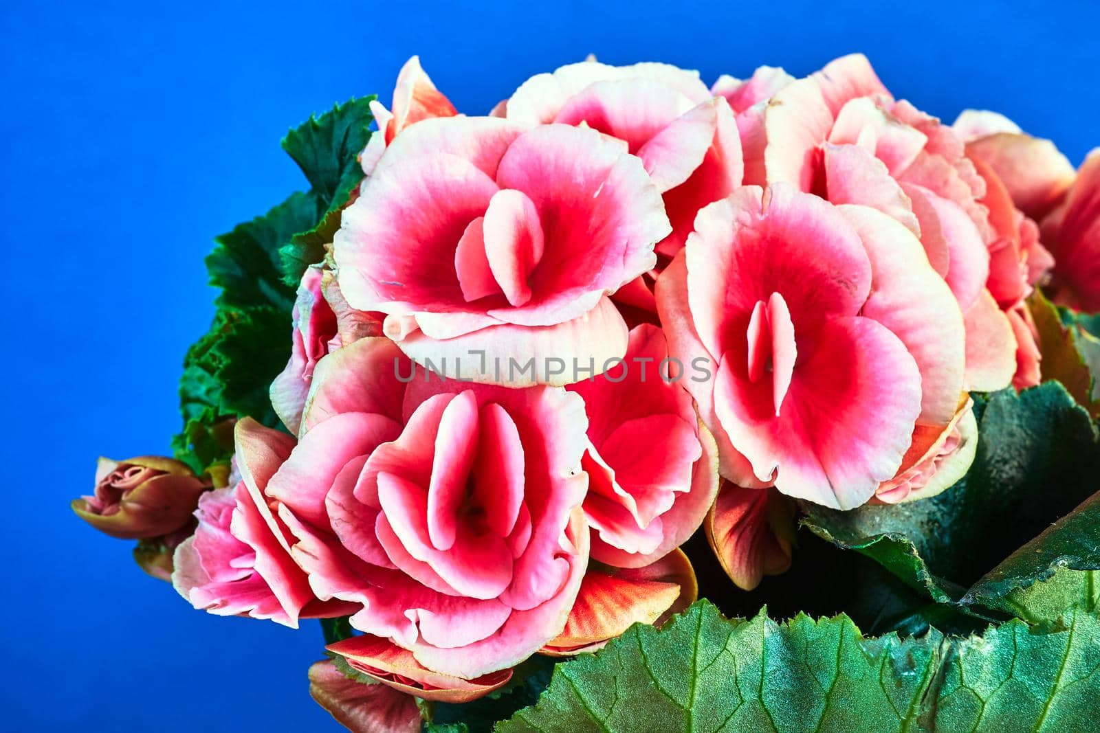 detail of red begonia flowers against blue background in Poland