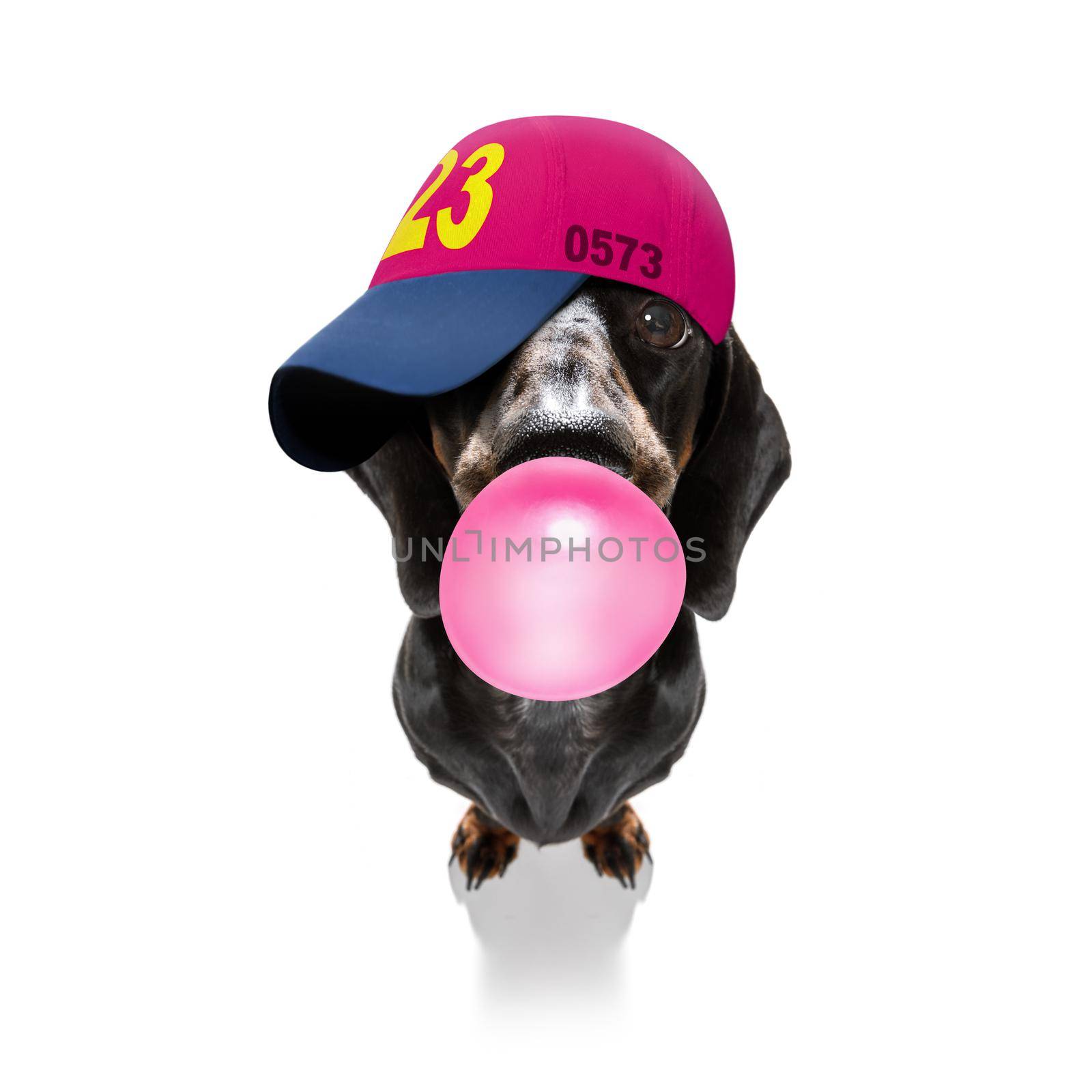 cool casual look dachshund  dog wearing a baseball cap or hat , sporty and fit , chewing bubble gum