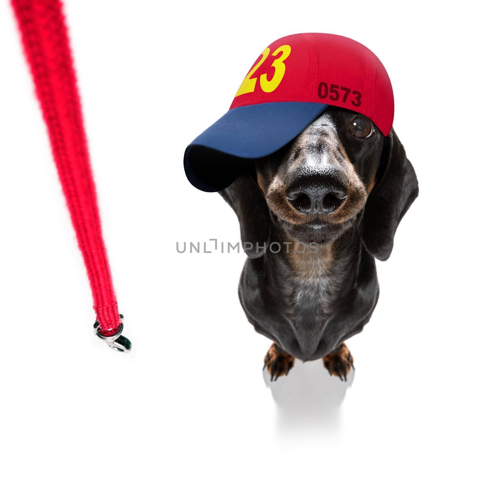 cool casual look dachshund dog wearing a baseball cap or hat , sporty and fit ,ready to walk with leash