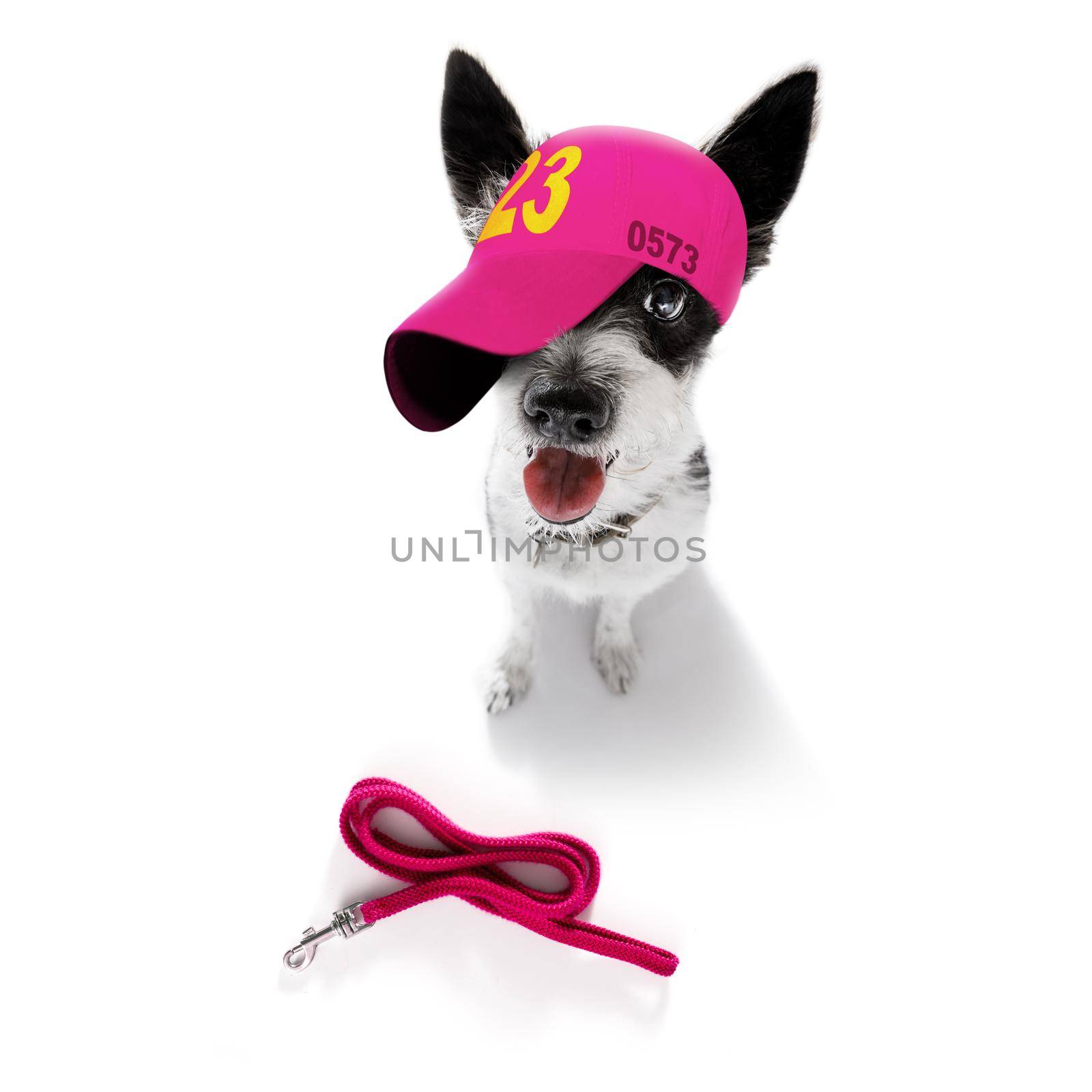 cool casual look poodle dog wearing a baseball cap or hat , sporty and fit , ready for a walk and leash