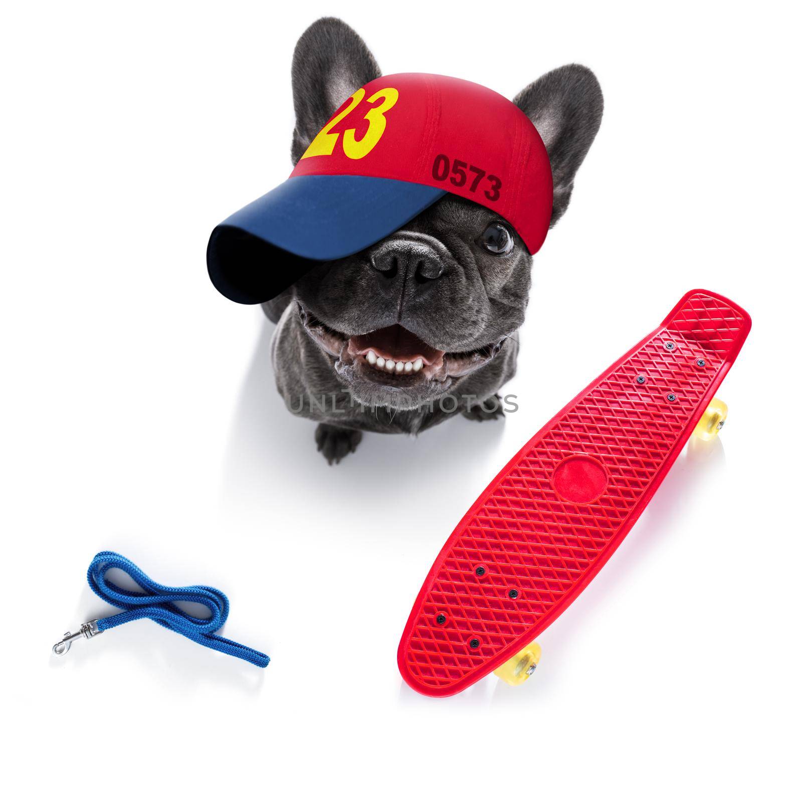 cool casual look french bulldog dog wearing a baseball cap or hat , sporty and fit , isolated on white background on a skateboard, ready for a walk with leash