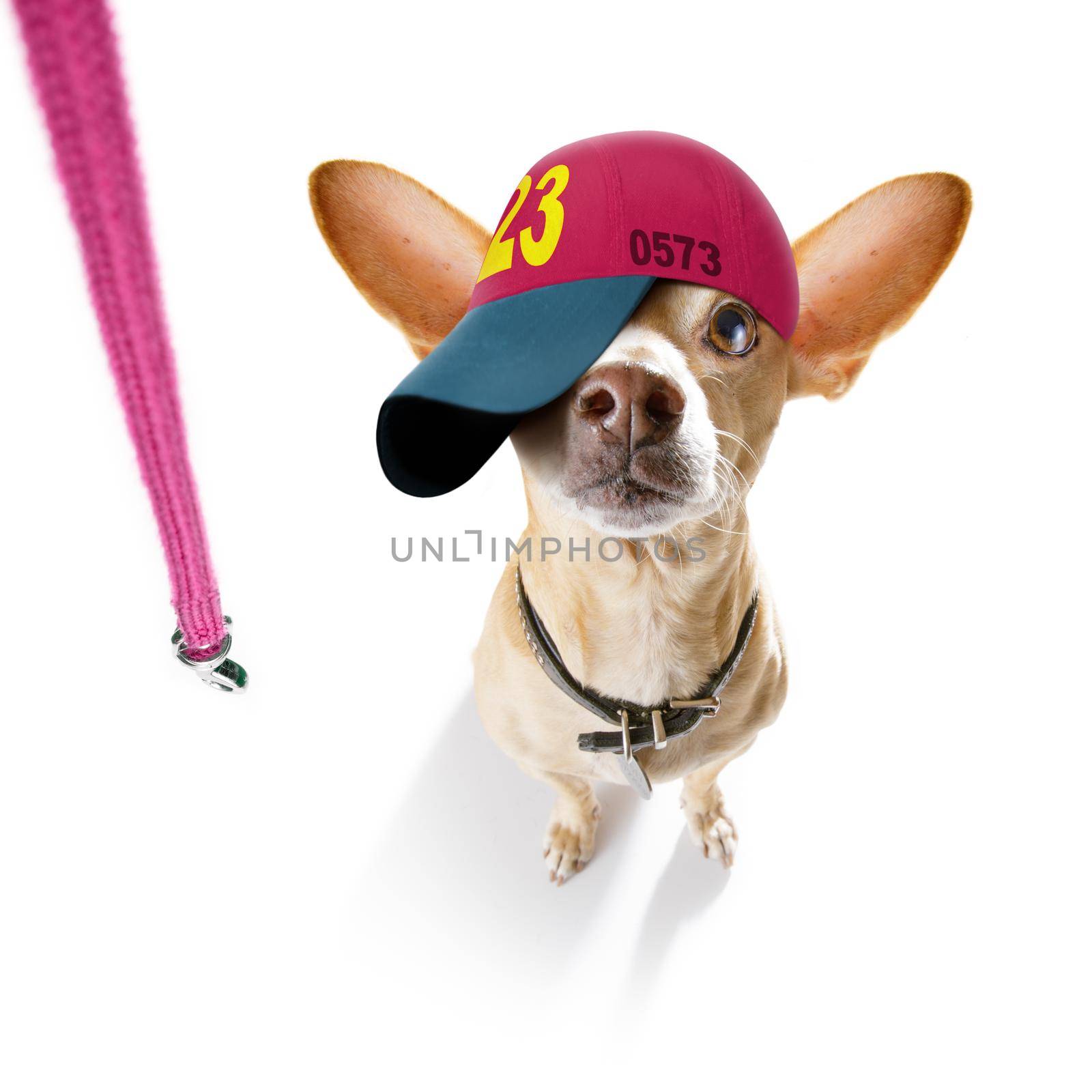 cool casual look chihuahua dog wearing a baseball cap or hat , sporty and fit ,ready to walk with leash