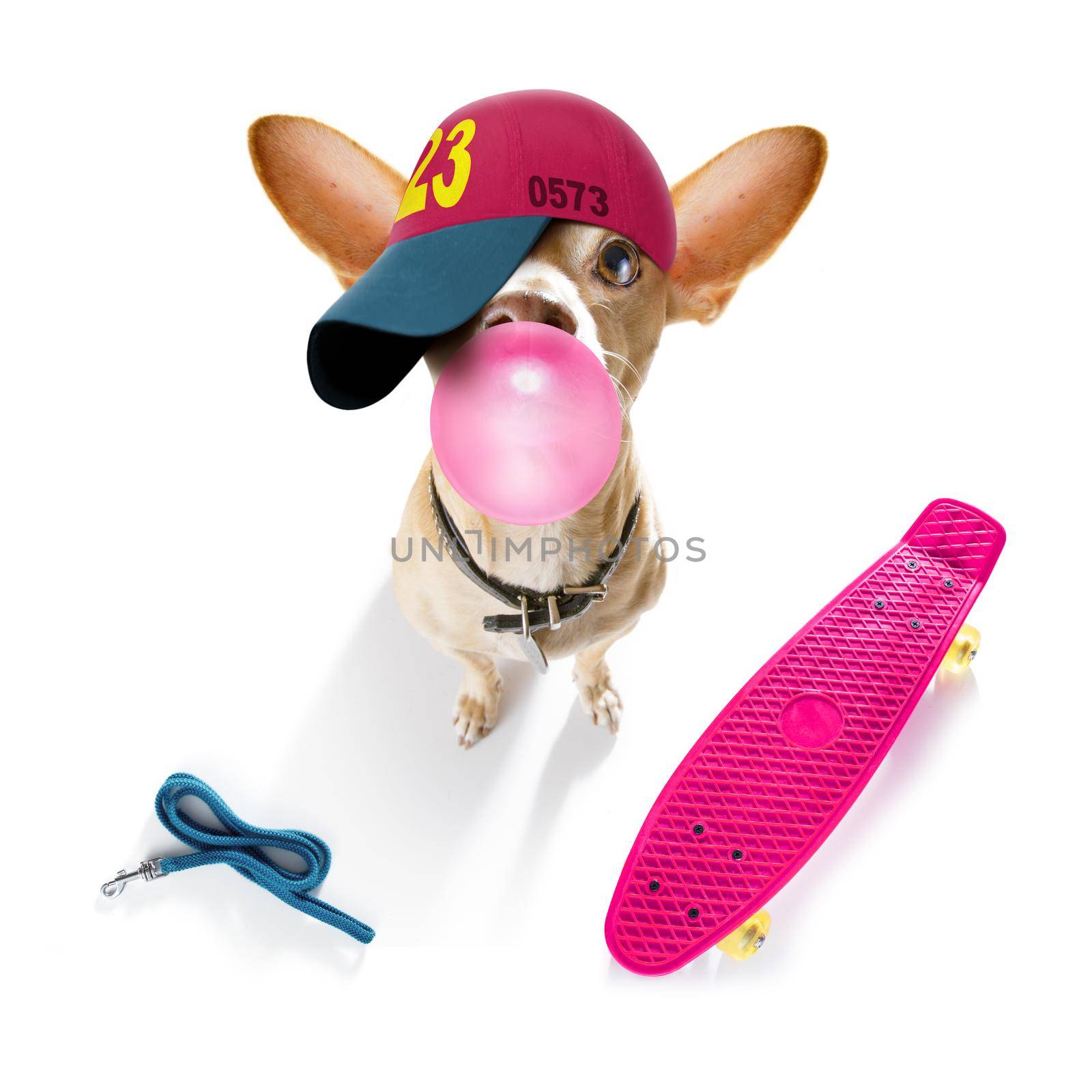 cool casual look chihuahua dog wearing a baseball cap or hat , sporty and fit , on a skateboard ready for a walk
