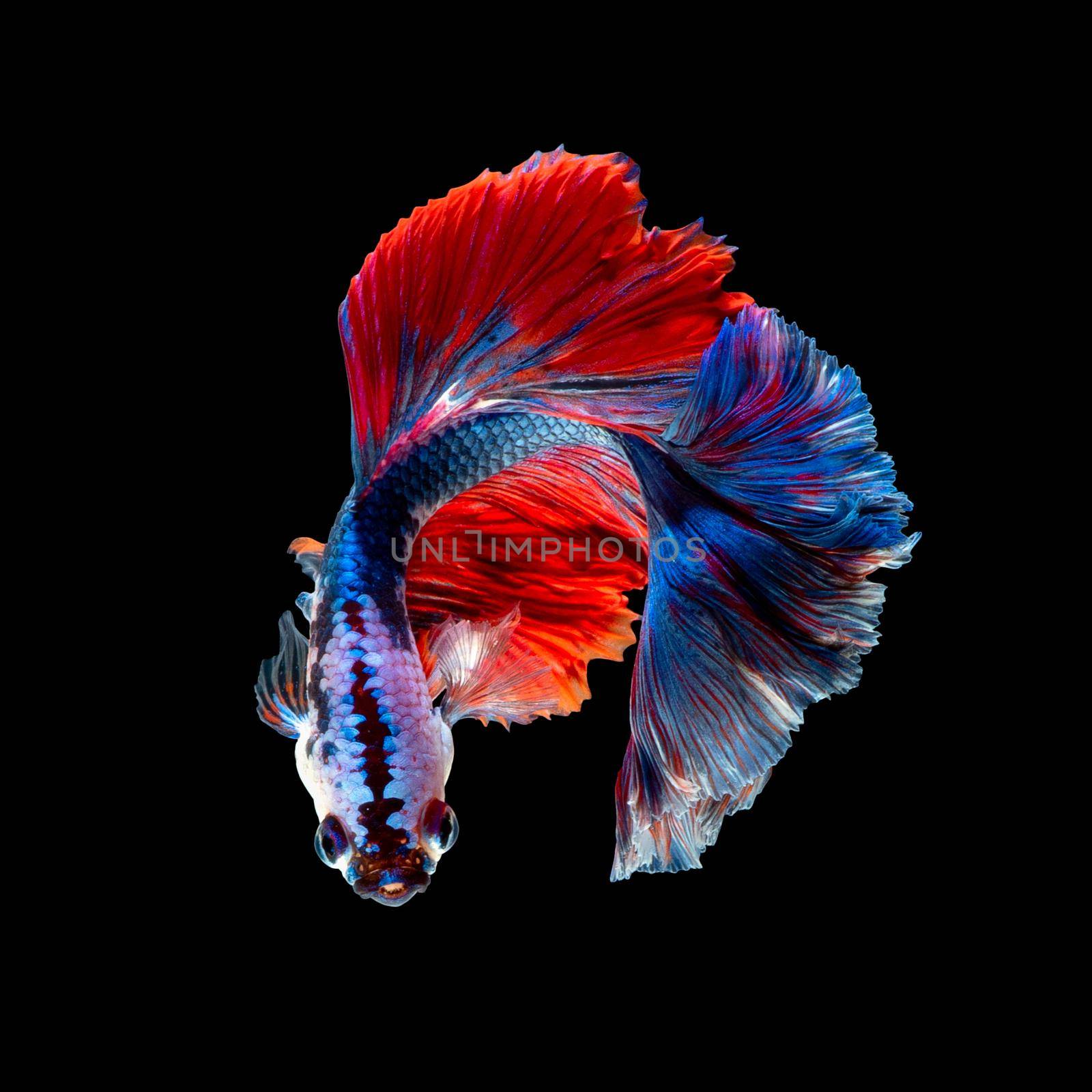 Close up art movement of Betta fish or Siamese fighting fish isolated on black background by Nuamfolio