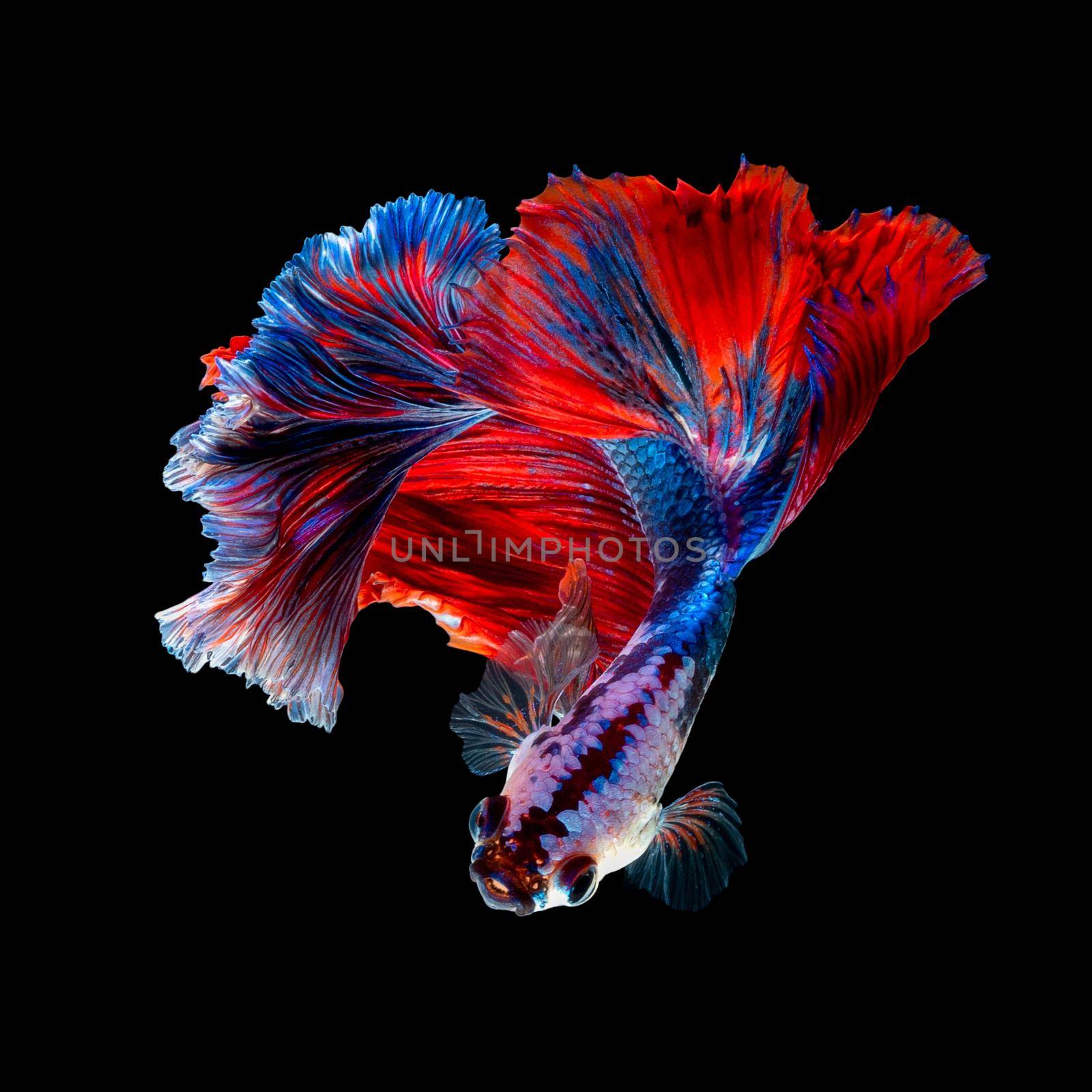 Close up art movement of Betta fish or Siamese fighting fish isolated on black background by Nuamfolio