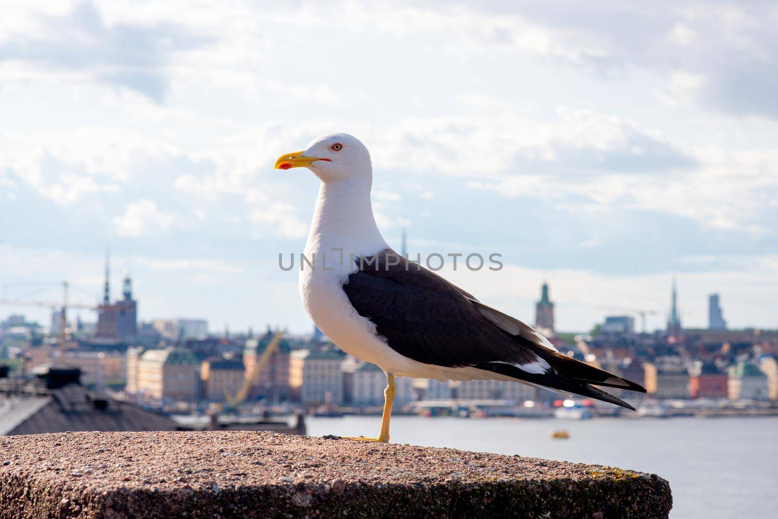 Seagull at the bridge with ocean and city of Stockholm in background at Sweden
