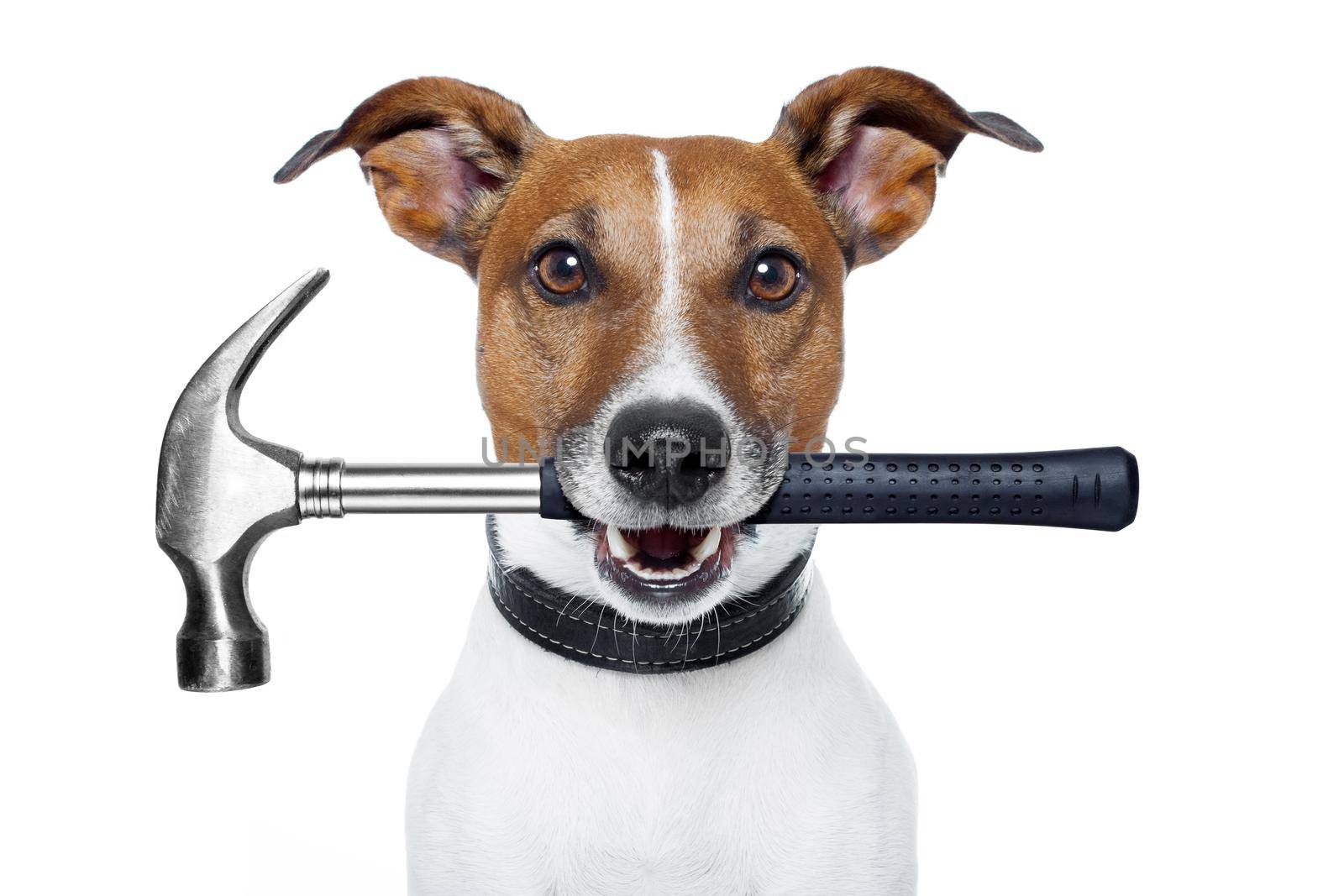 handyman dog with a hammer by Brosch