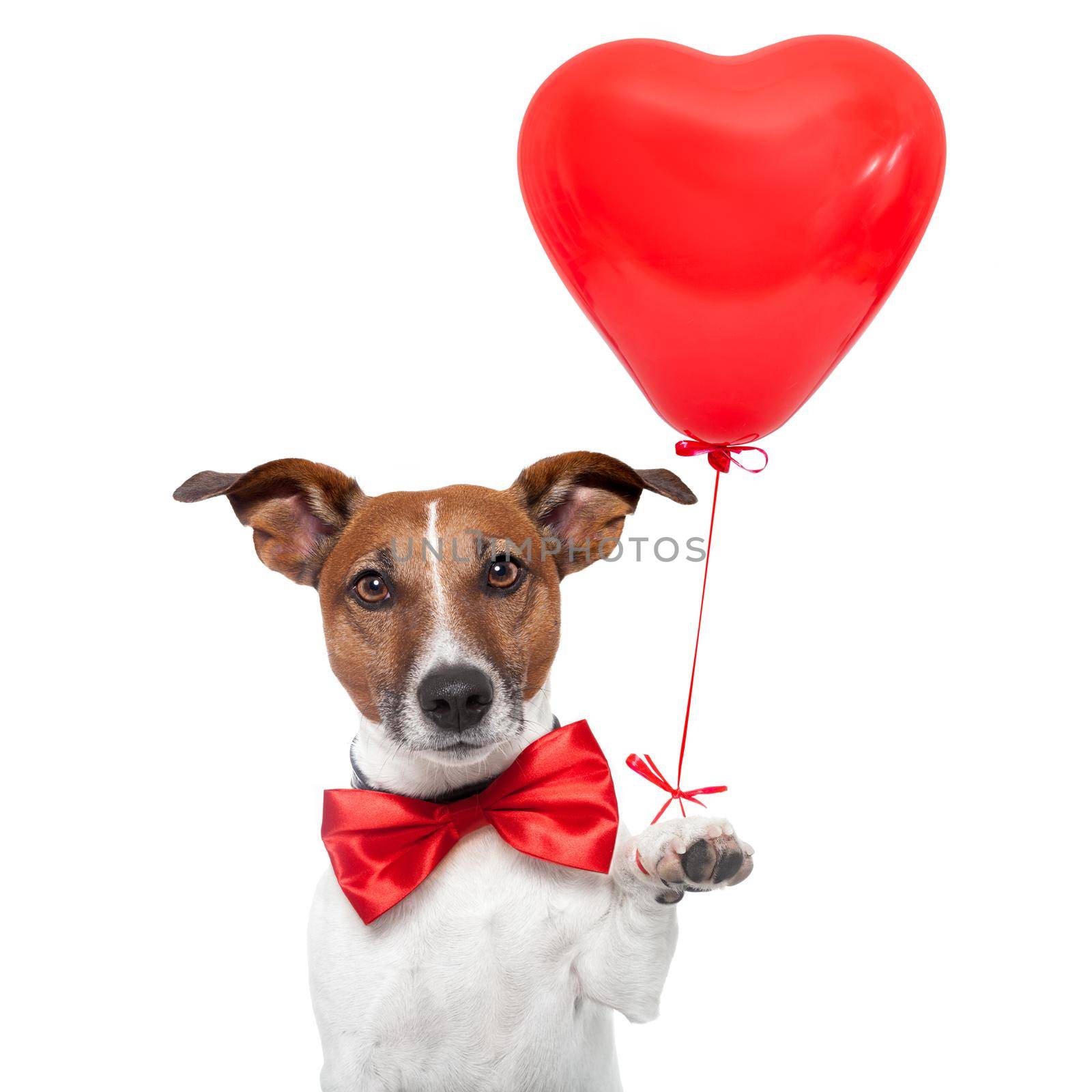dog in love with a red heart  balloon