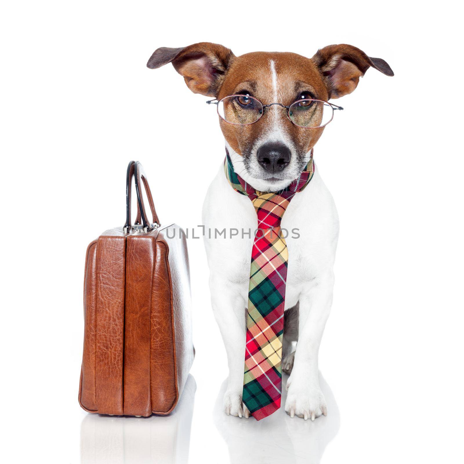 business dog with a leather bag by Brosch