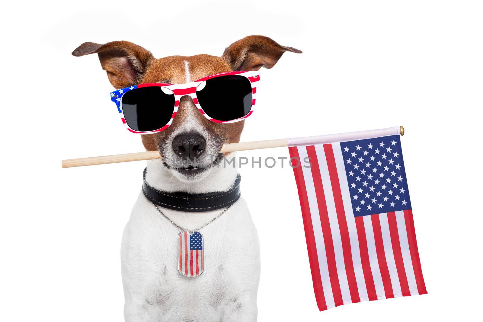 american dog  by Brosch
