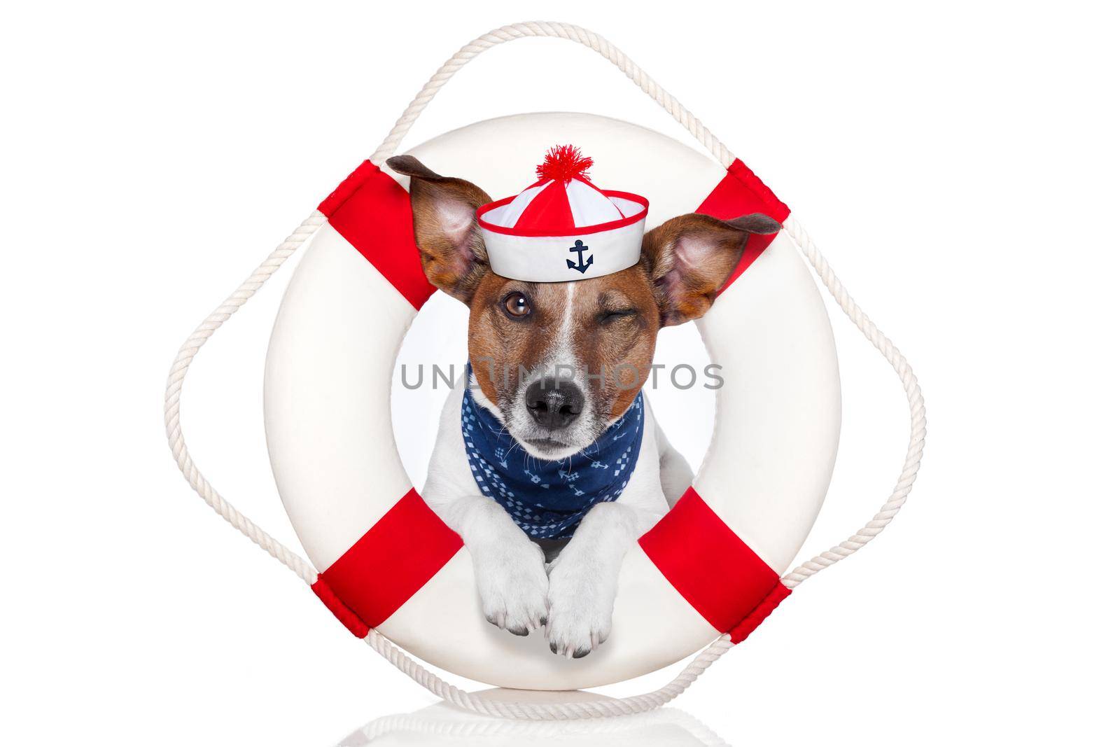 dog with red and white lifesaver and a hat