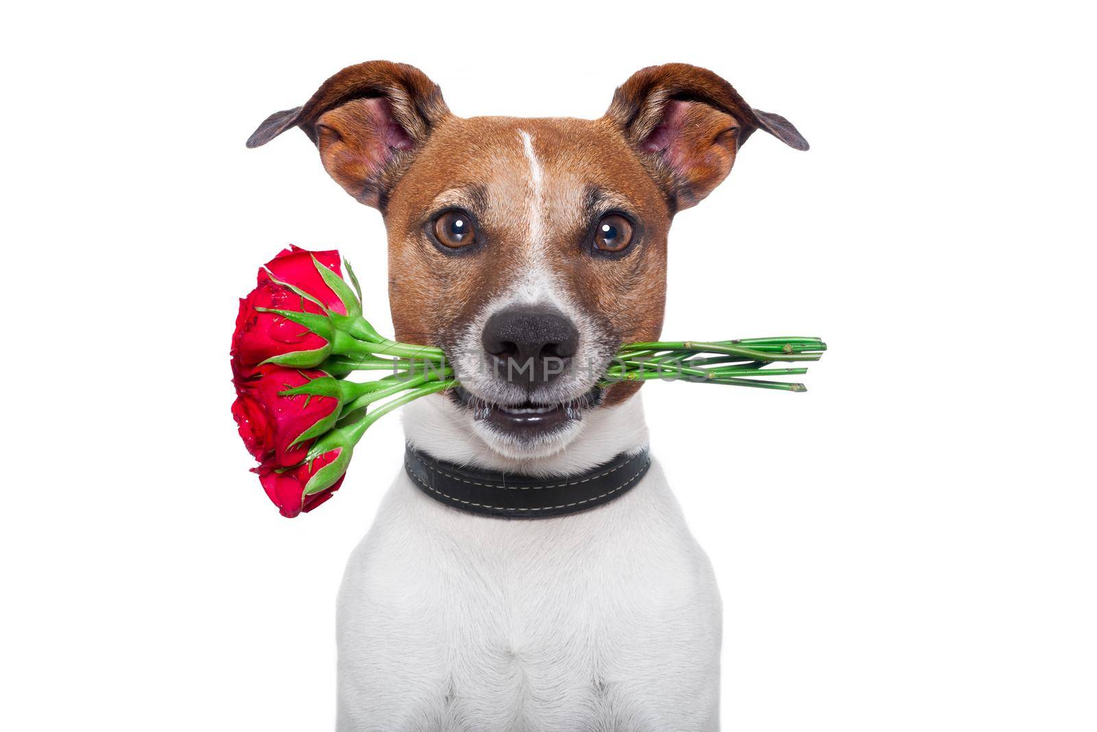 dog holding a bunch of  red roses