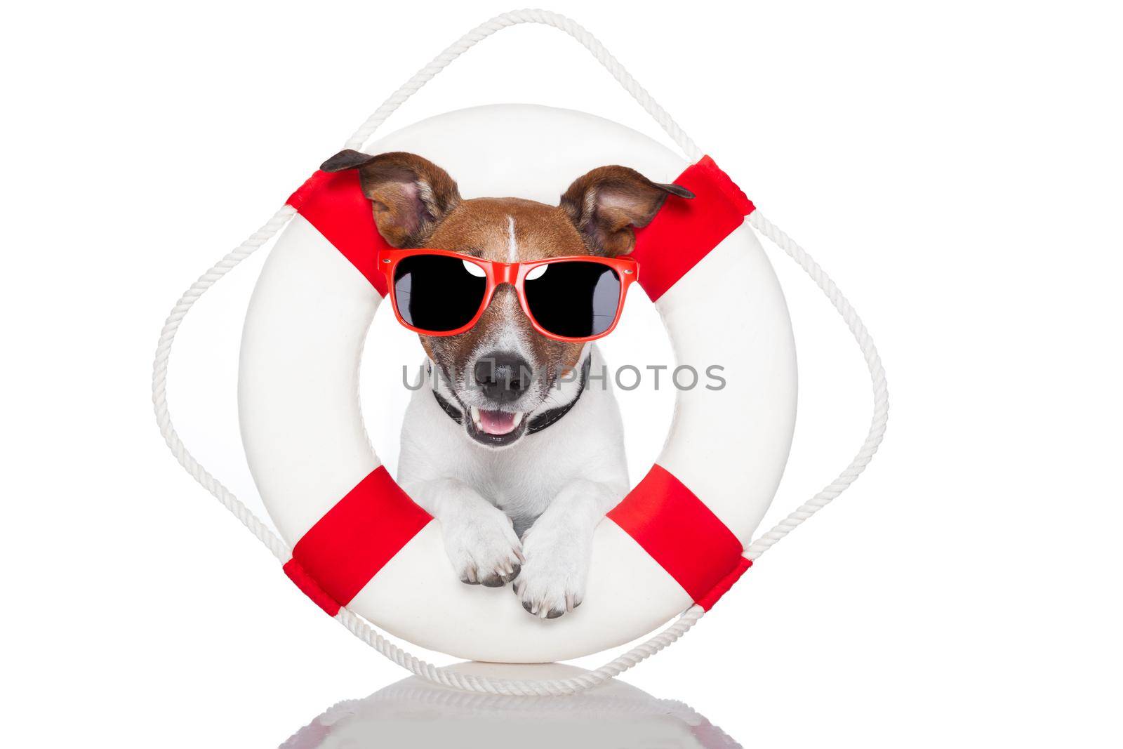 lifesaver dog by Brosch