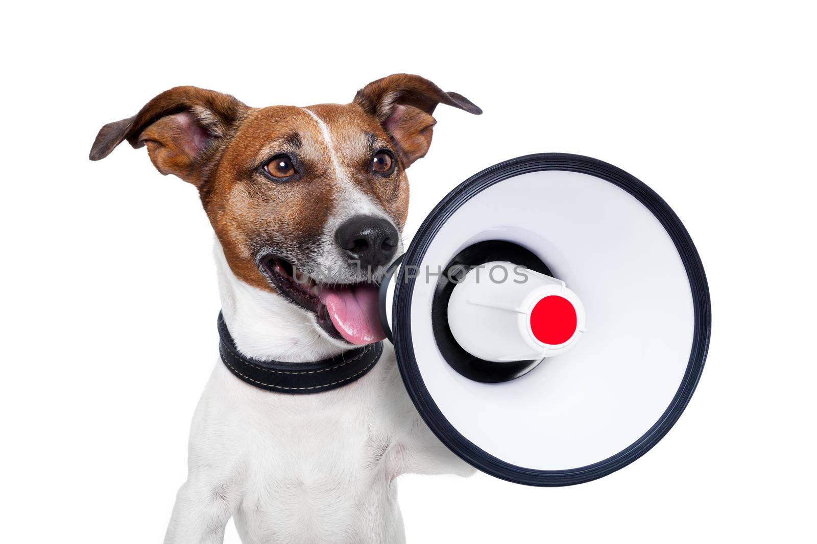 dog shouting into a white and red megaphone