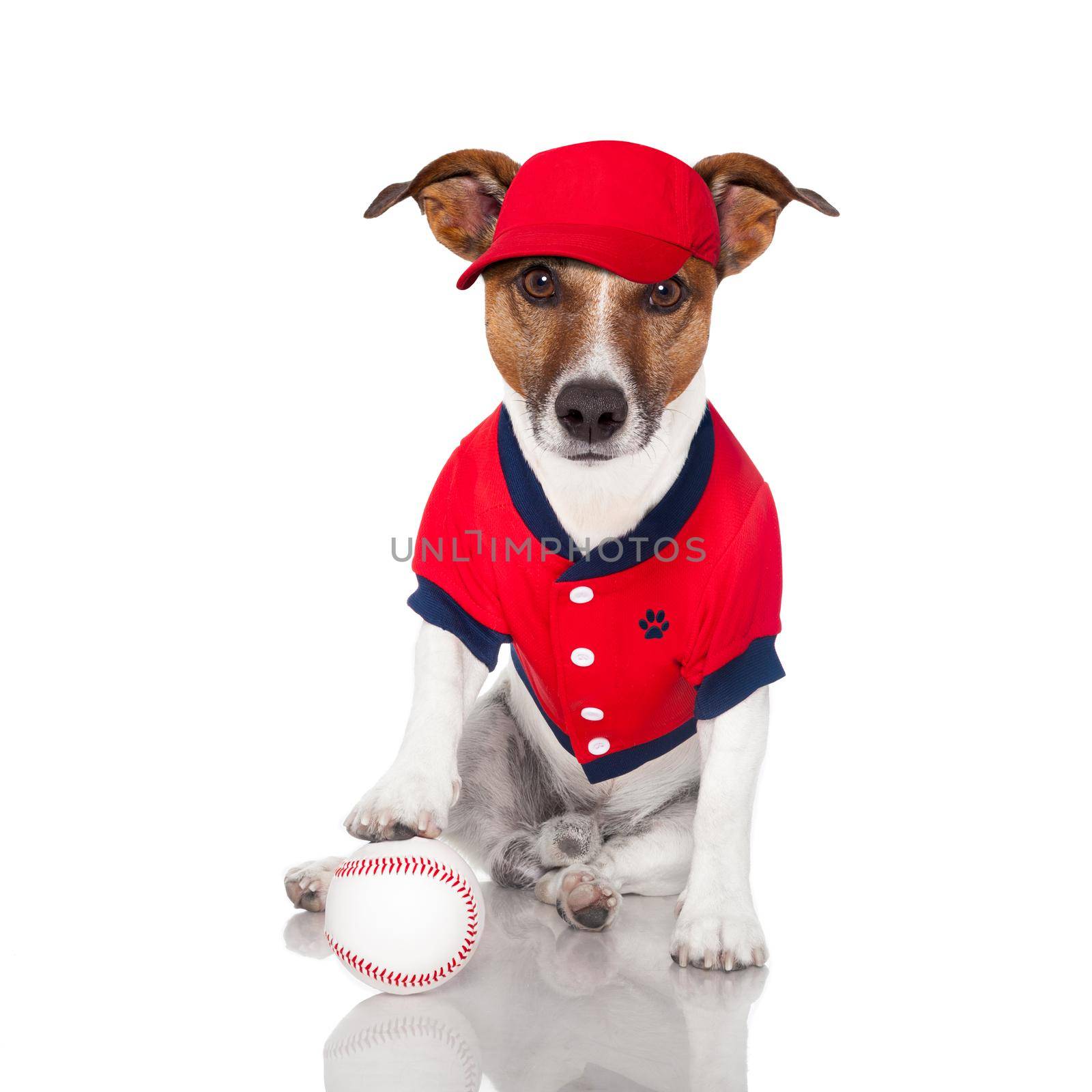 baseball dog with a baseball and a red cap