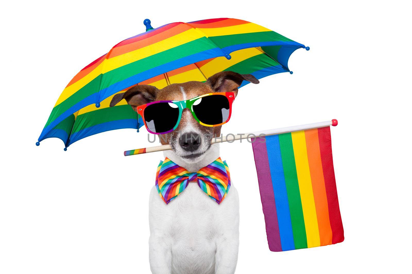 GAY PRIDE DOG by Brosch