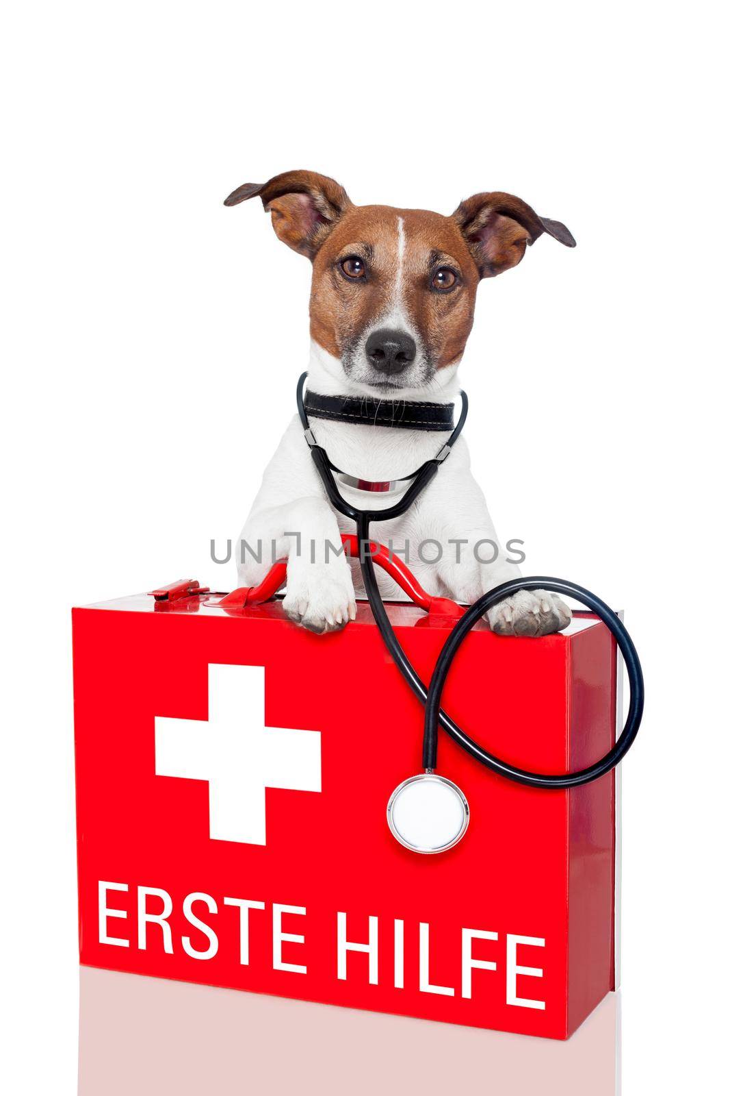 dog with a red  first aid kit