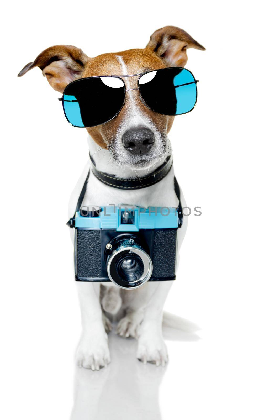 dog taking pictures with a fancy photo camera