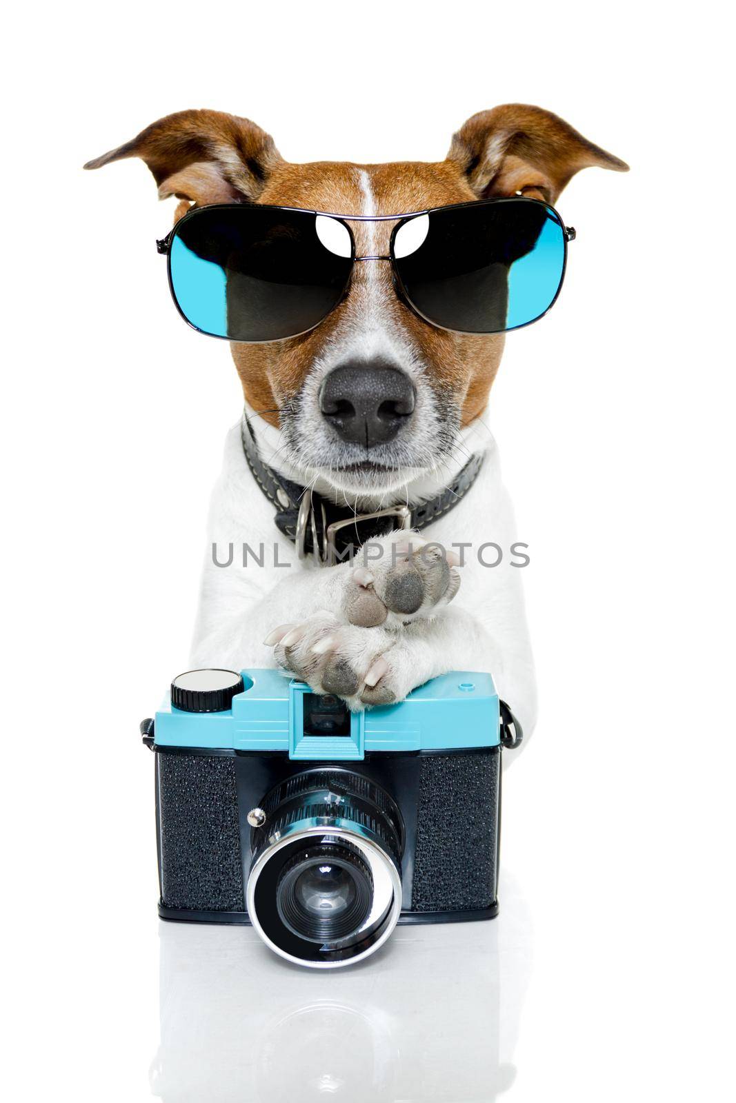 dog taking pictures with a fancy photo camera