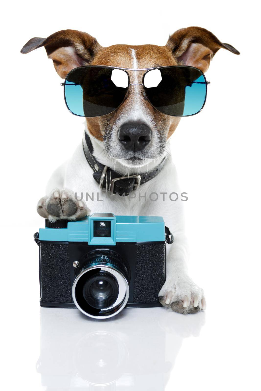 dog photographer  by Brosch