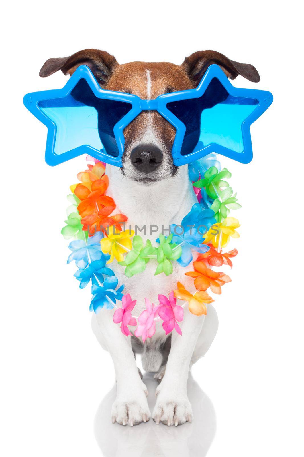 gay dog with glasses