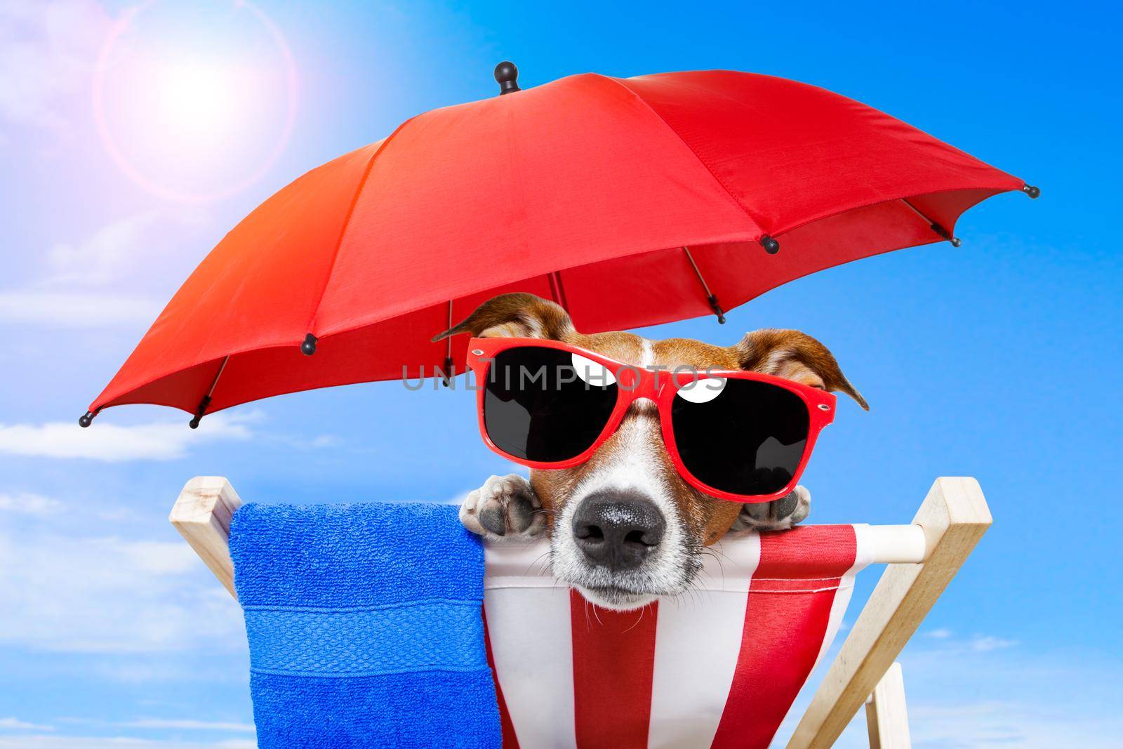 dog sunbathing on a deck chair with red umbrella