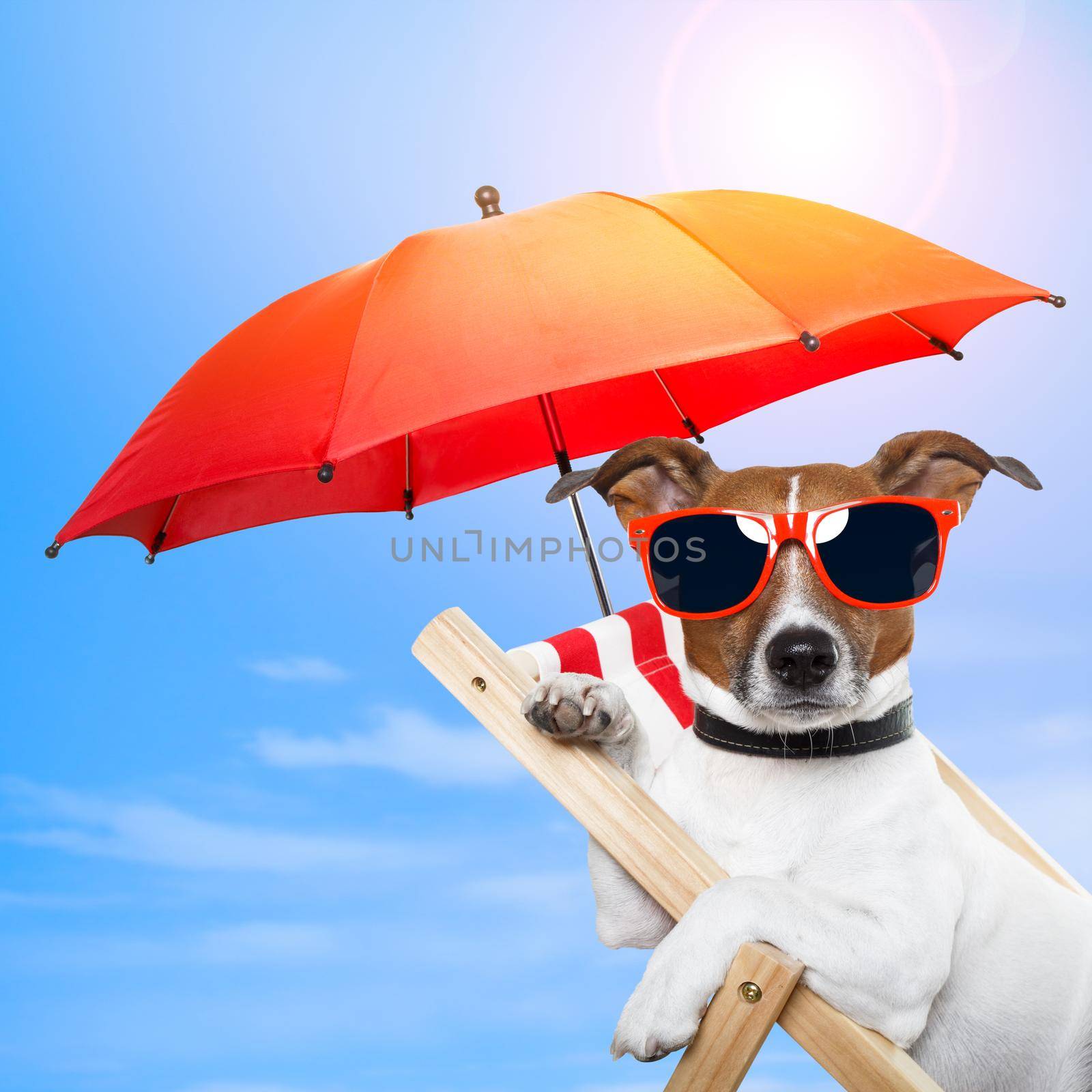 dog sunbathing on a deck chair with red umbrella
