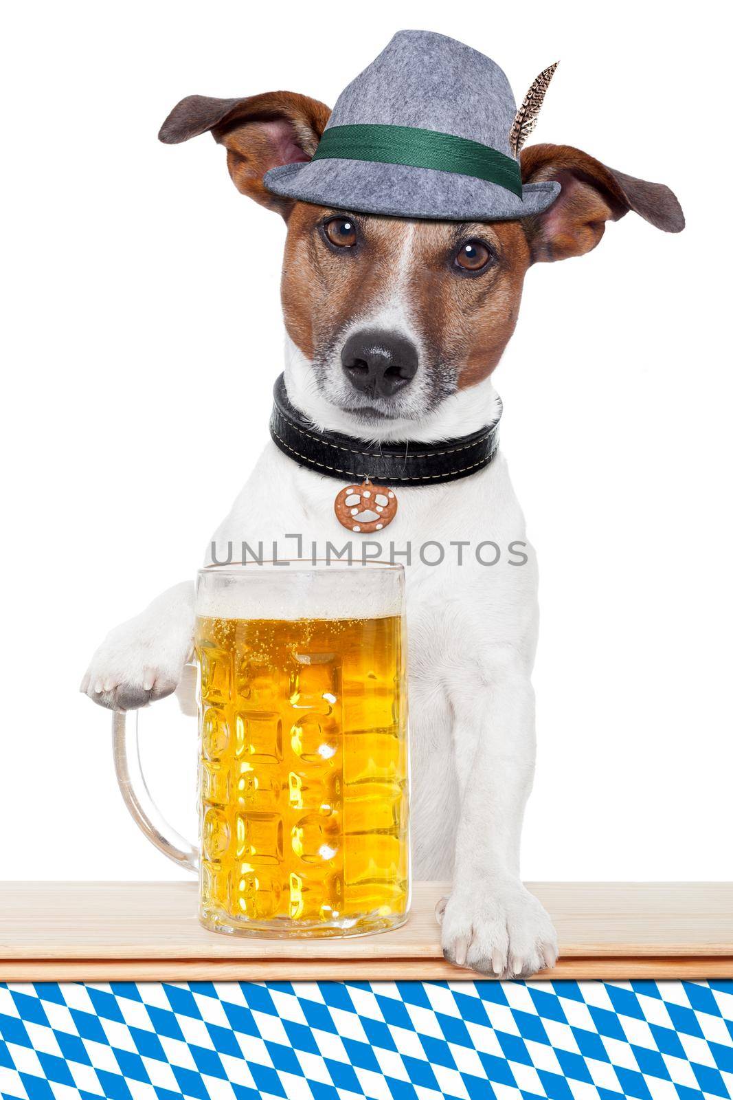 oktoberfest dog with bavarian beer mug