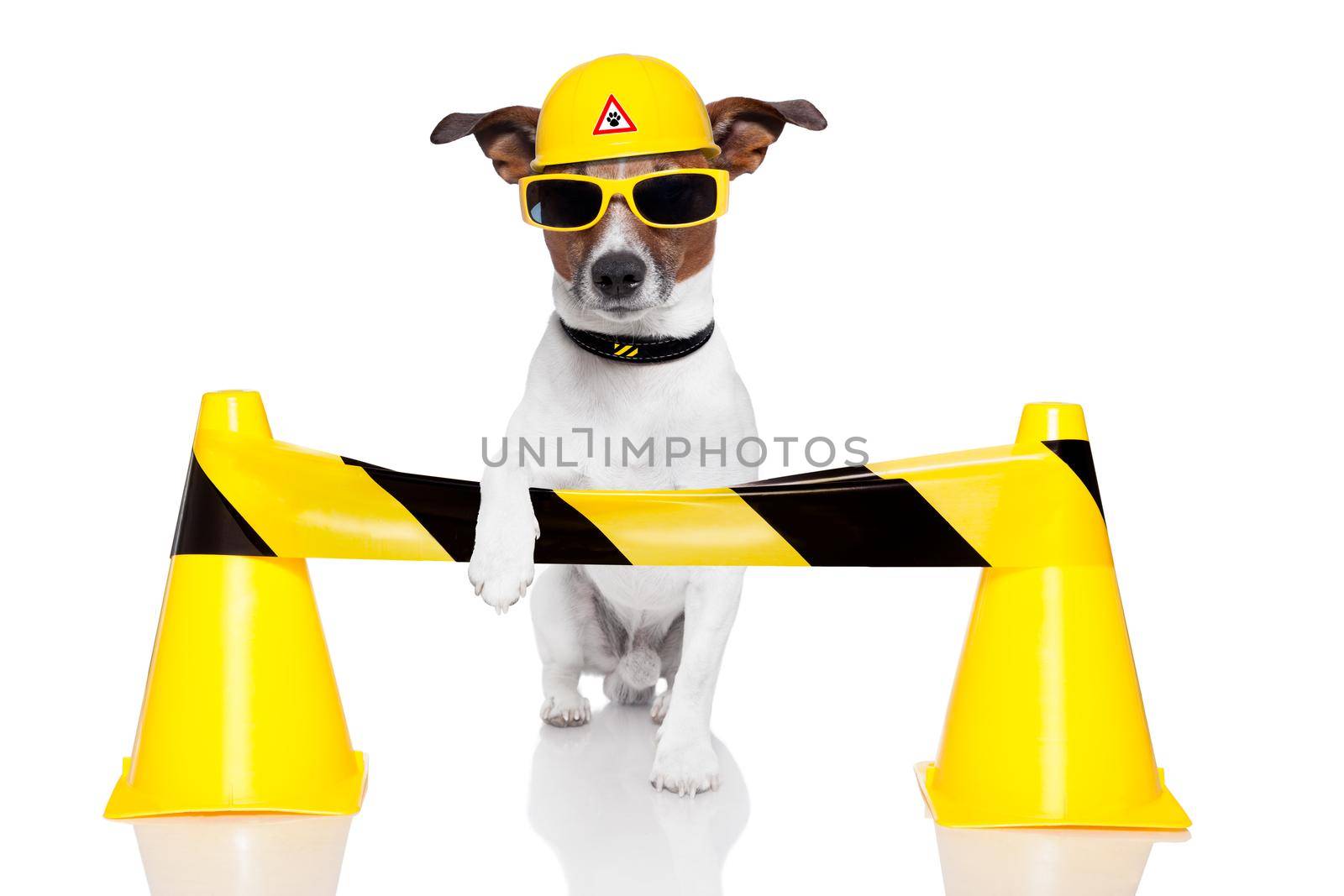 dog under construction with a helmet