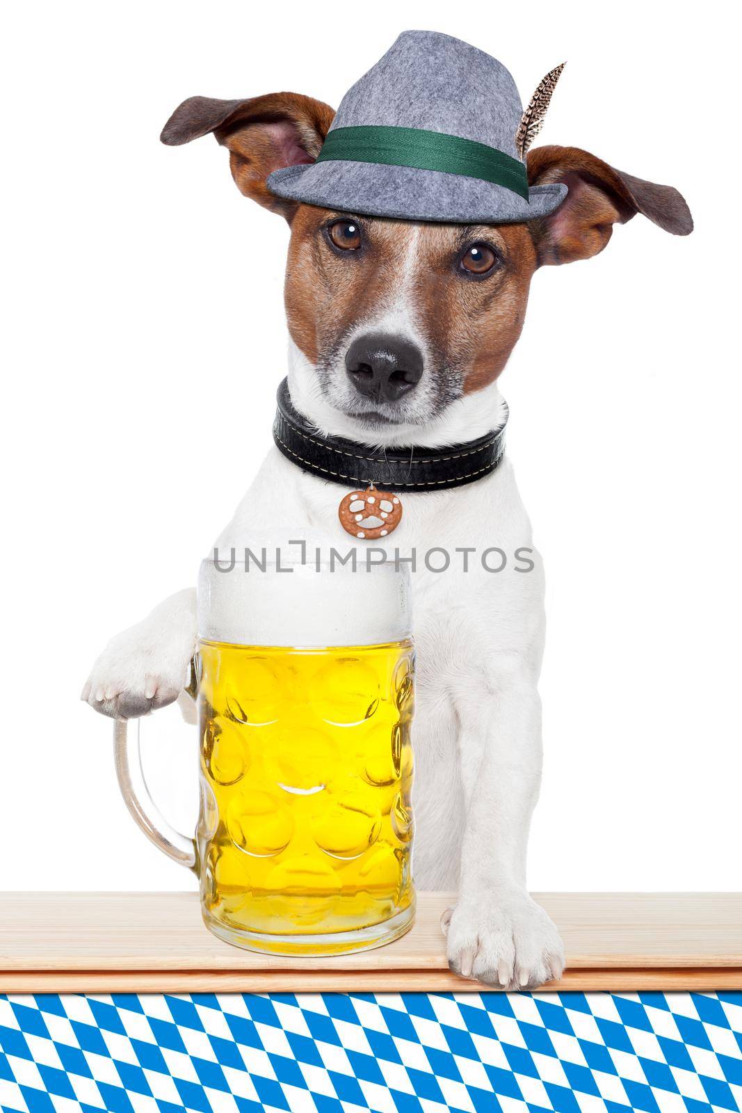 oktoberfest dog with bavarian beer mug