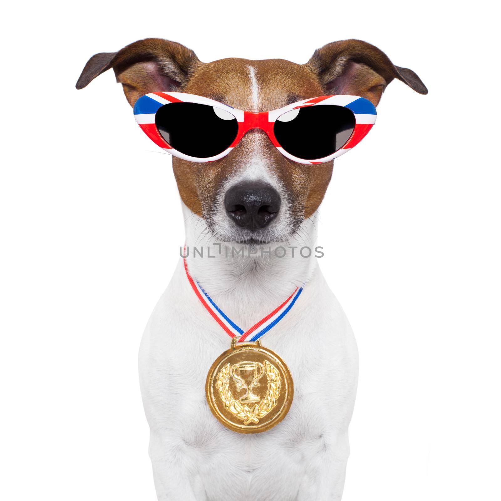 olympic dog with the great britain flag