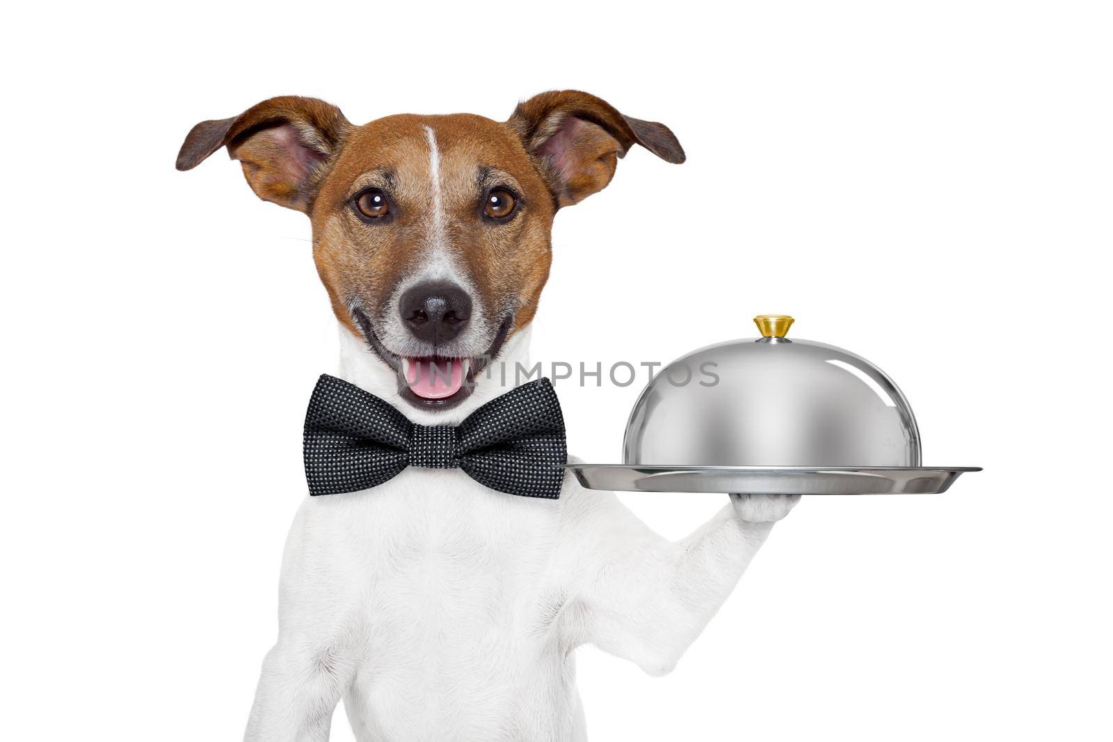 dog holding service tray and cover