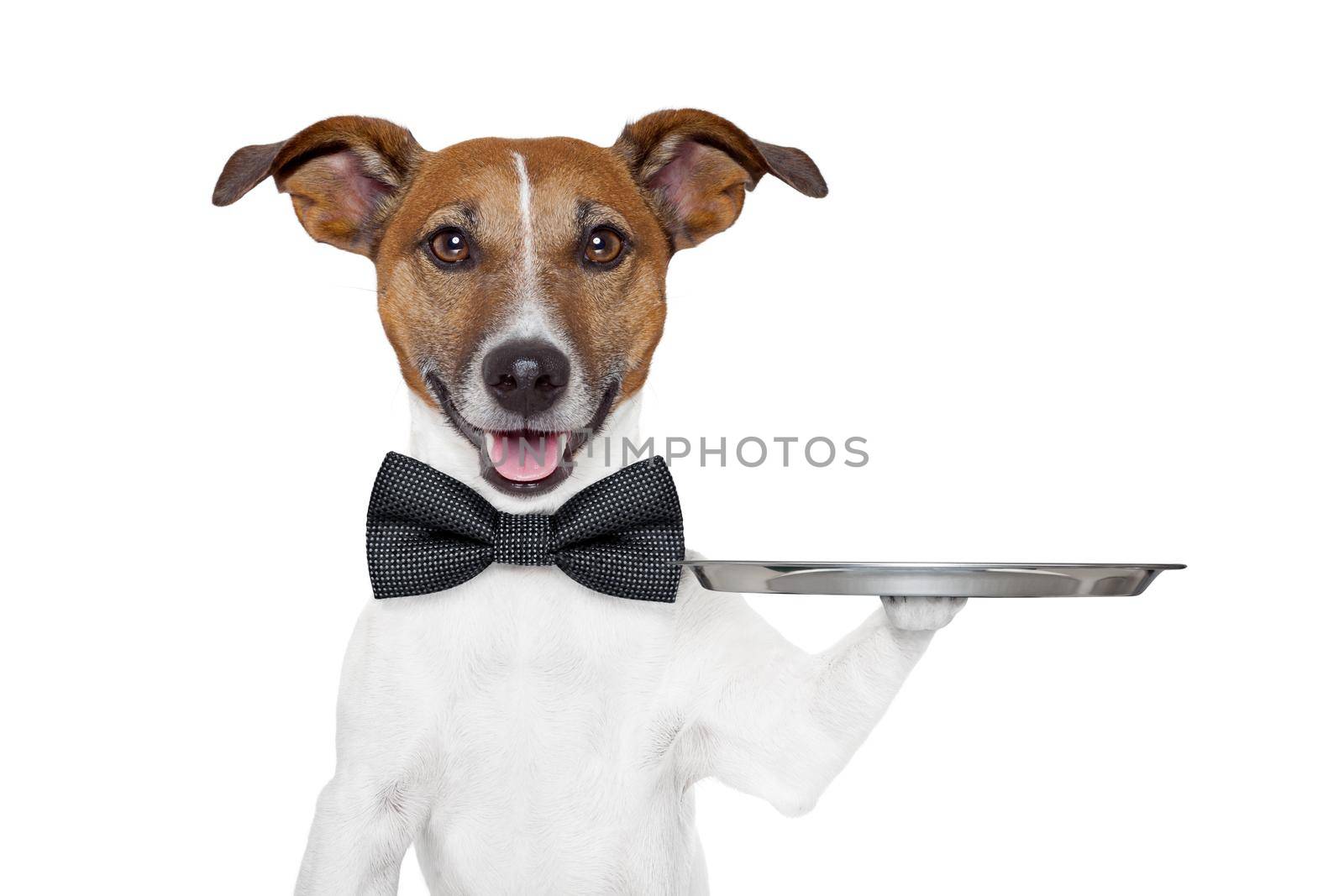 dog holding service tray