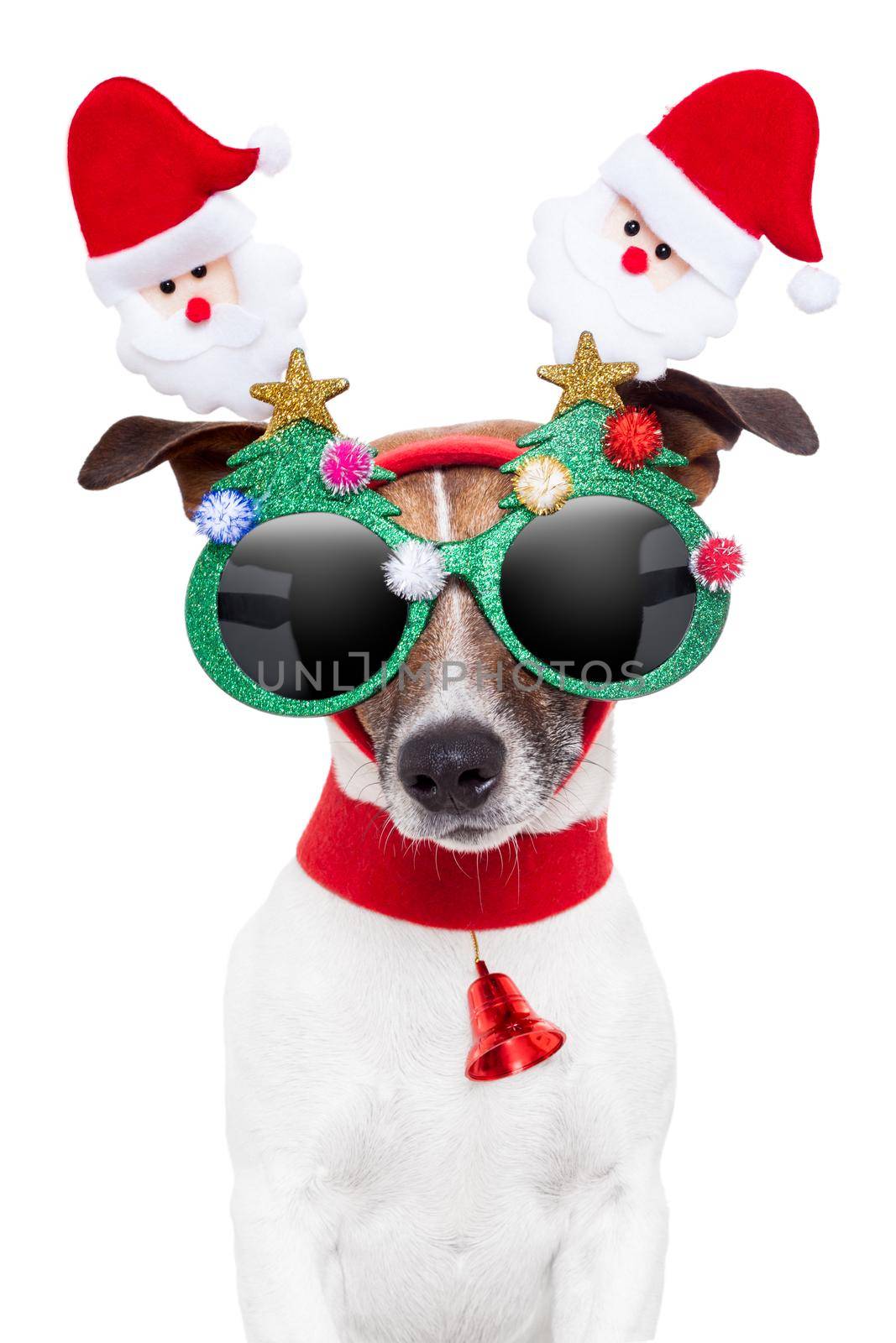 xmas dog with funny sunglasses