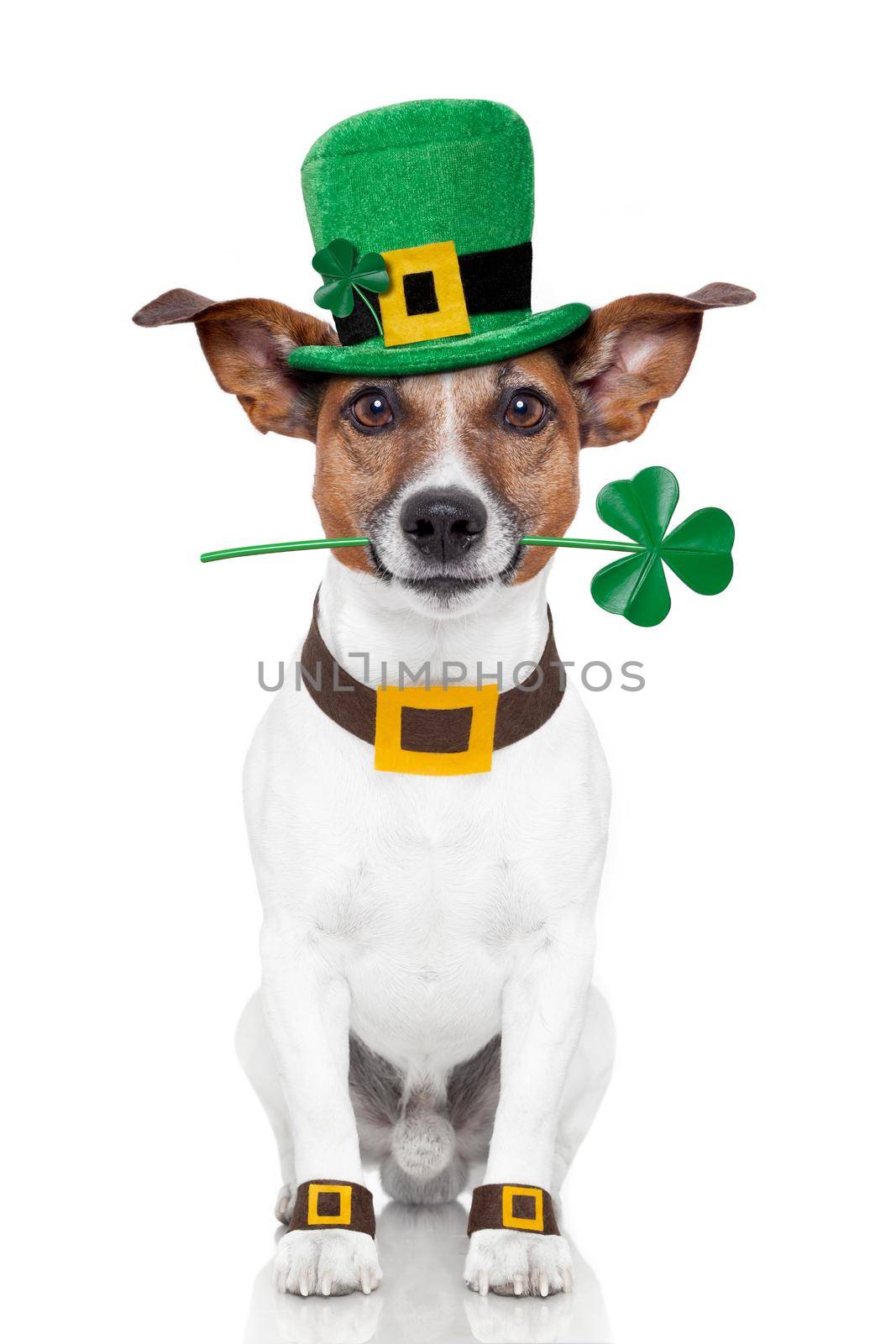 st. patrick's day dog with a clover