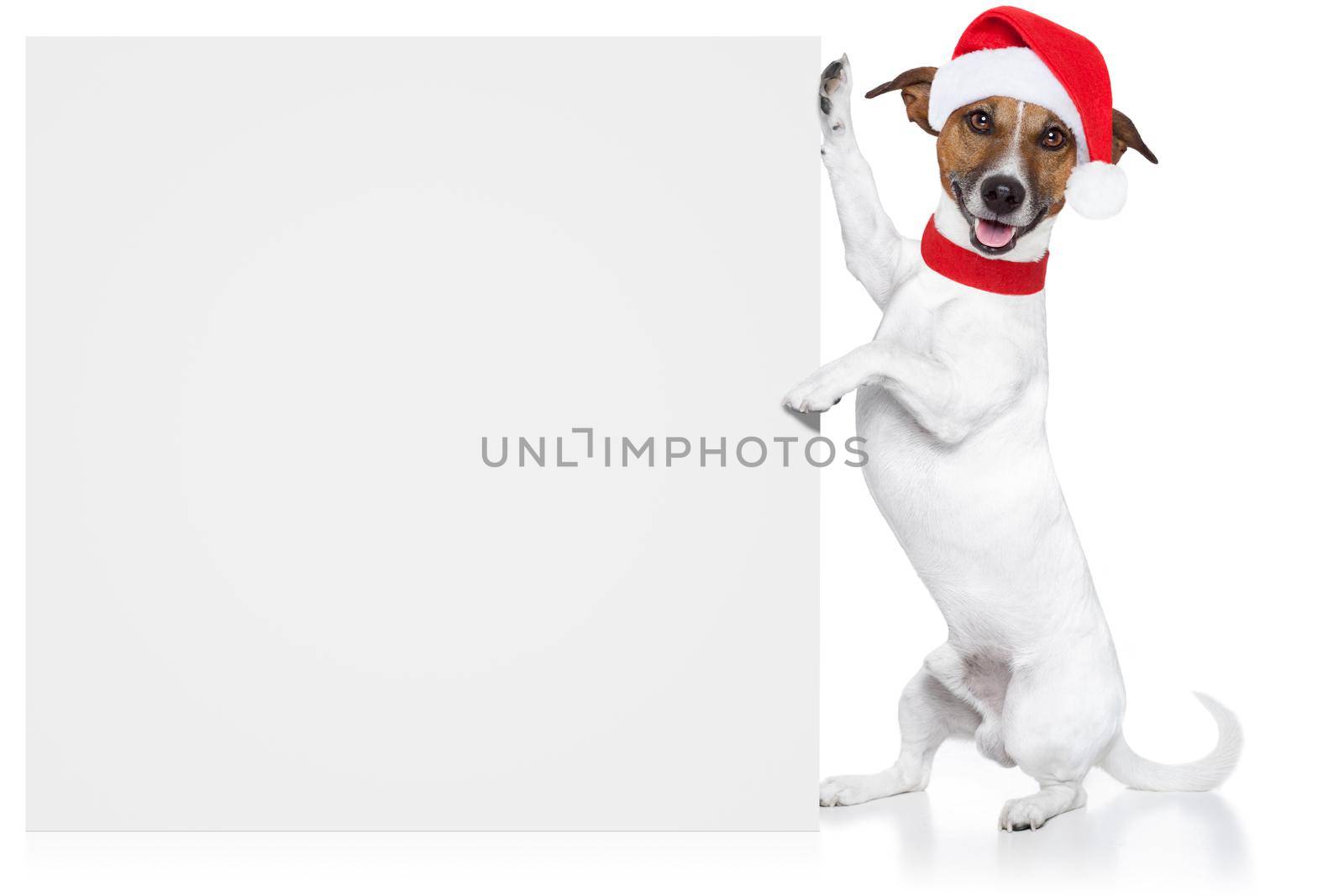 christmas dog placeholder santa baby