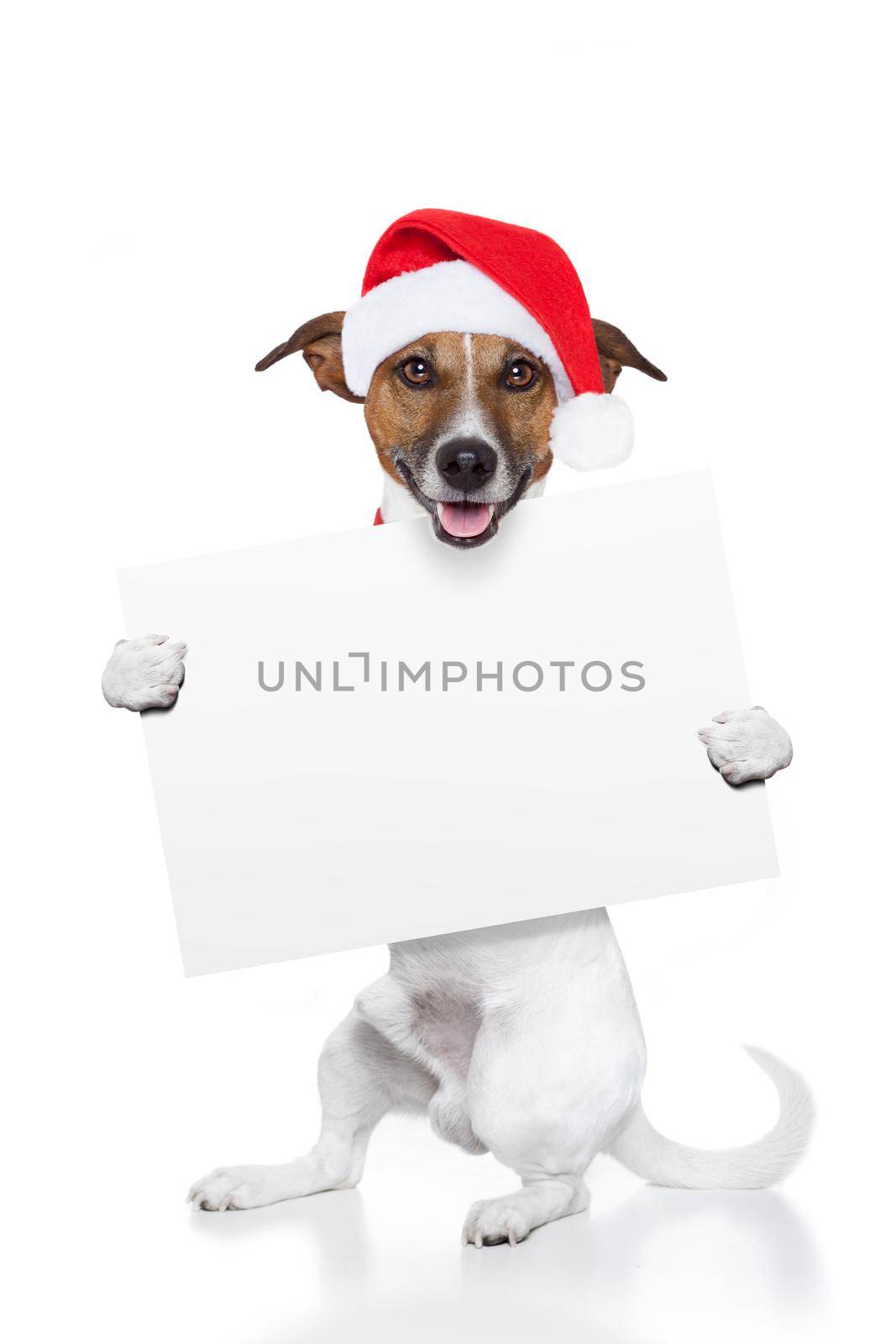 christmas dog placeholder as santa