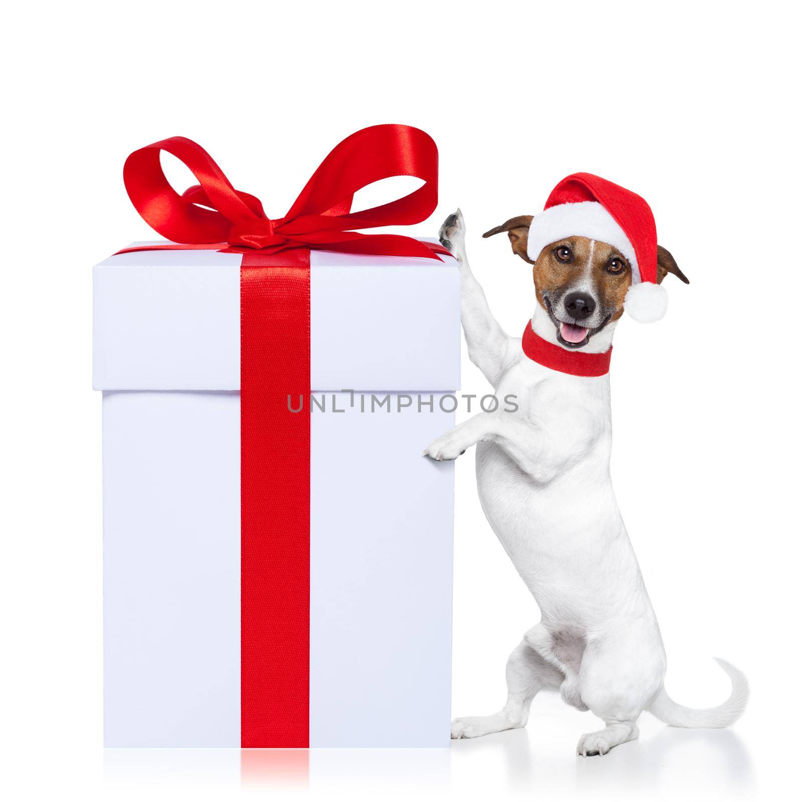 christmas santa dog with a gift