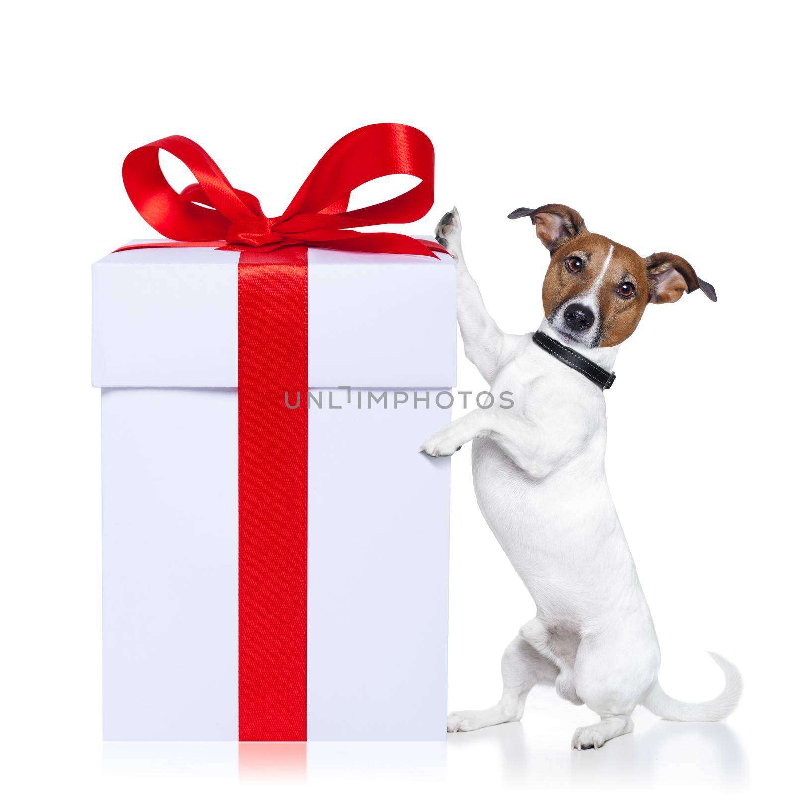 christmas dog with present by Brosch