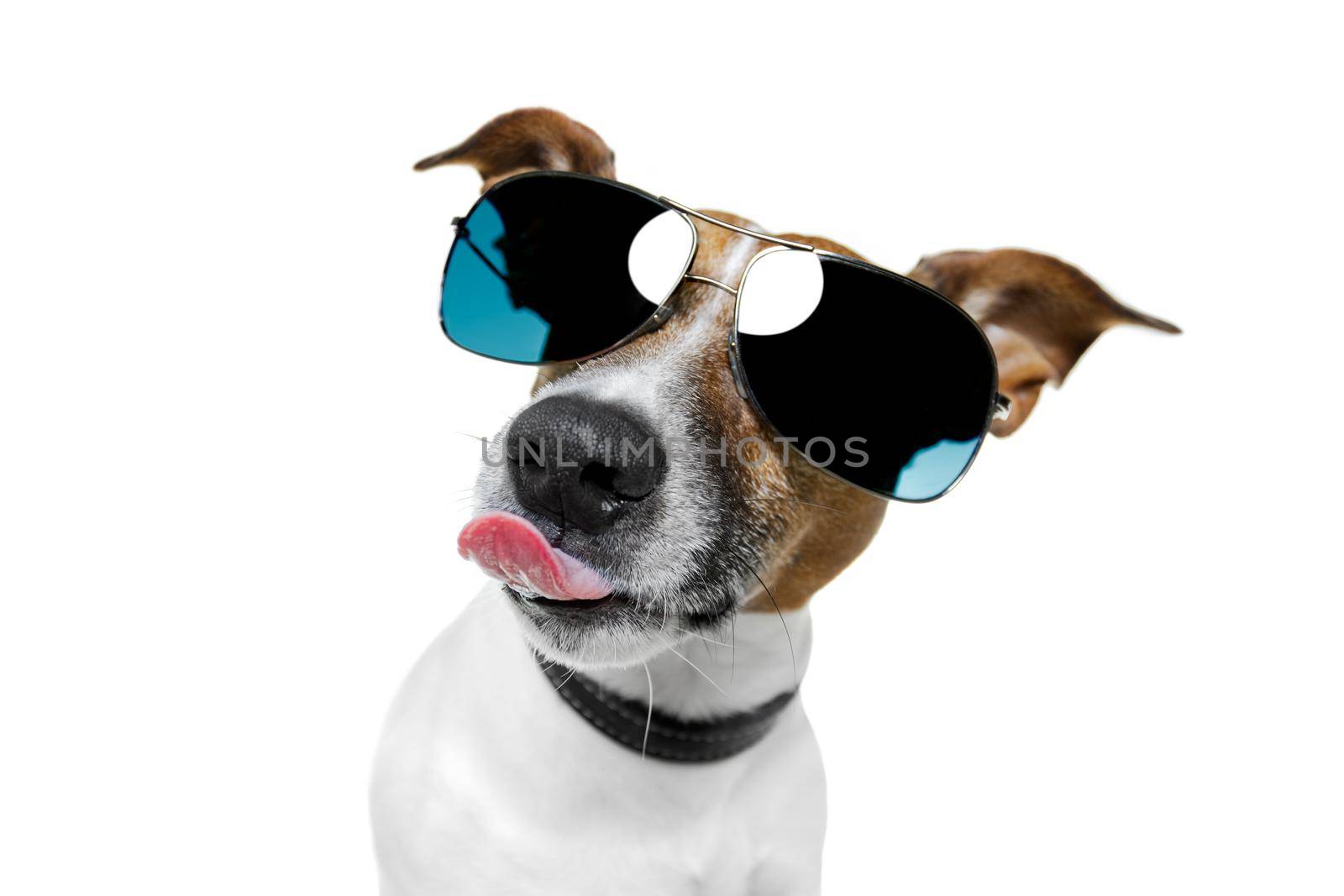 dog with funny shades by Brosch