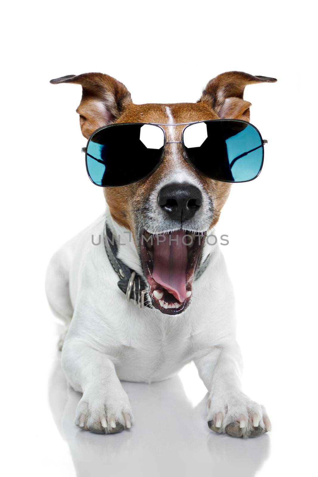 dog sunglasses funny