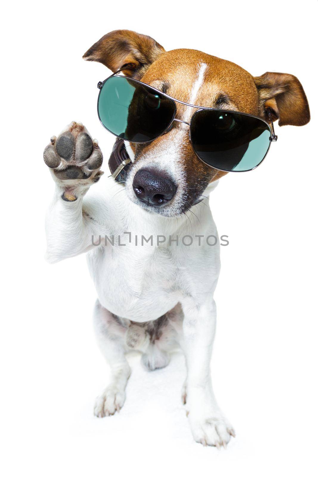 dog with funny shades by Brosch