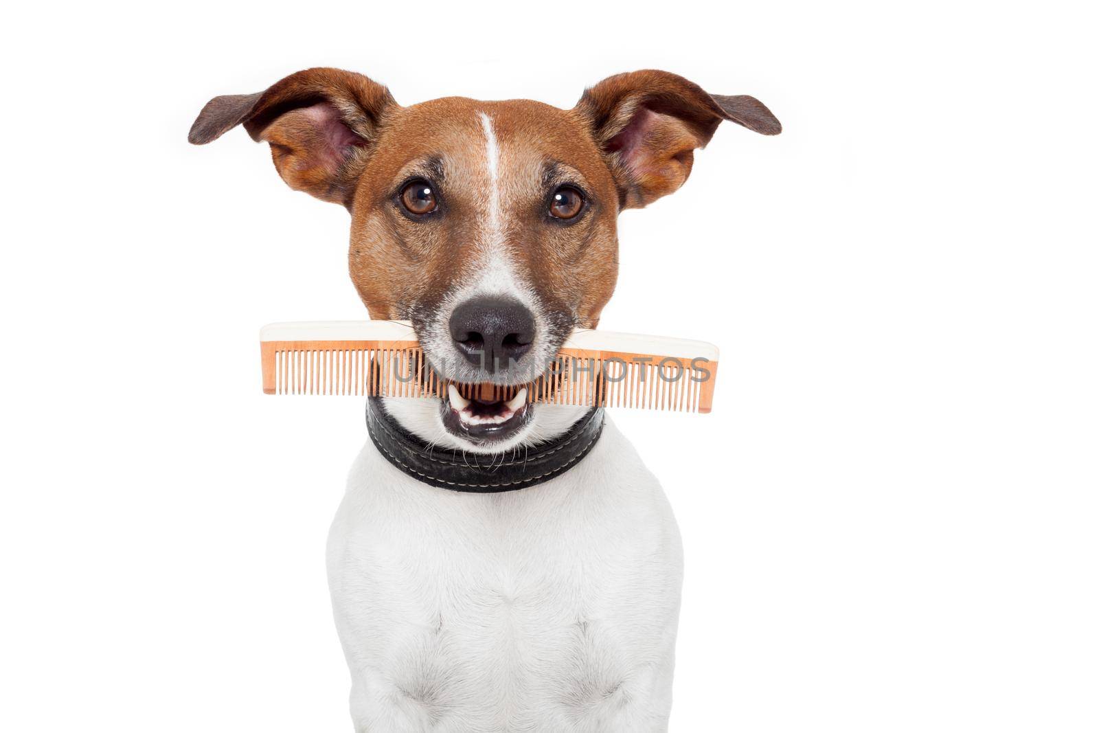 dog with comb  by Brosch