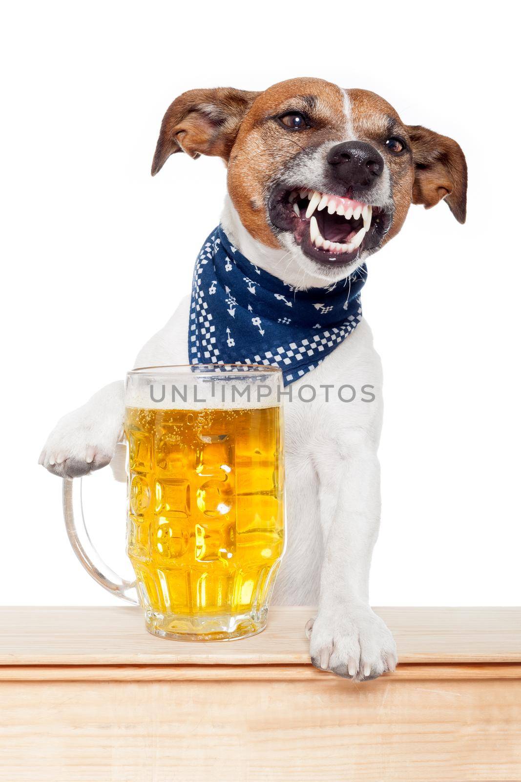 drunk dog with beer by Brosch