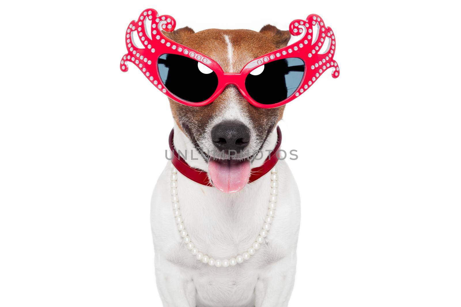 gay dog with funny shades by Brosch