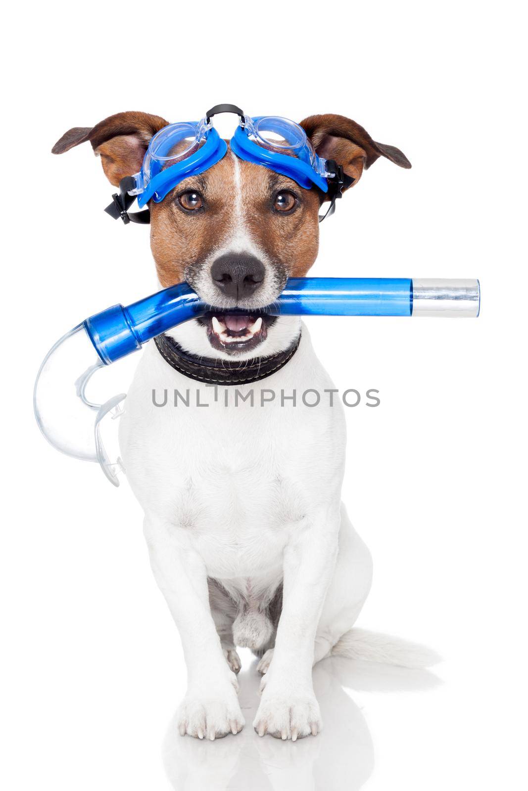 dog with snorkel by Brosch
