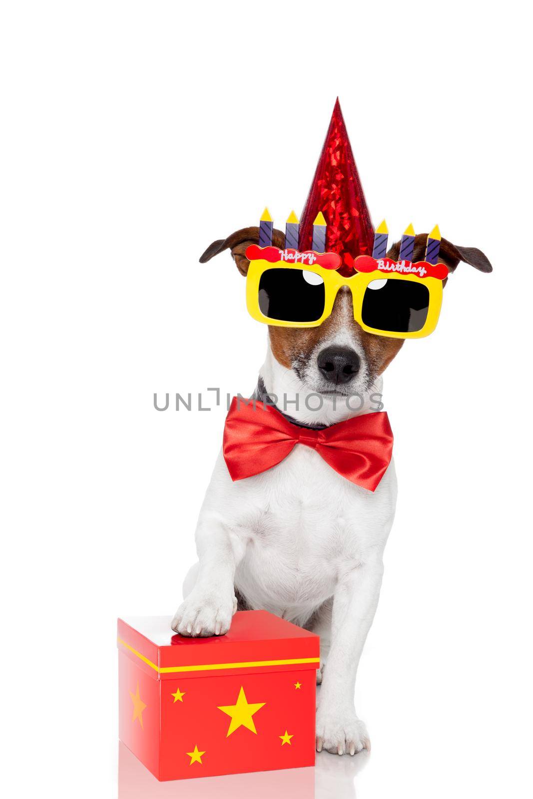 birthday dog red box