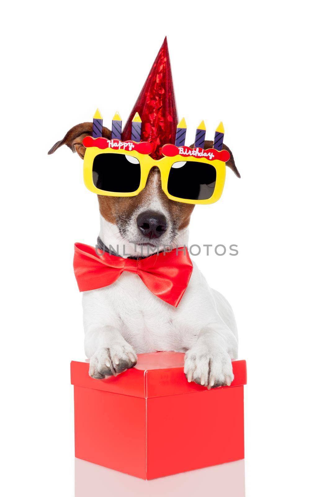 birthday dog red box