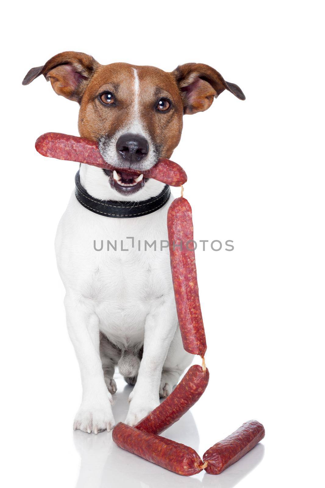 dog with sausages by Brosch